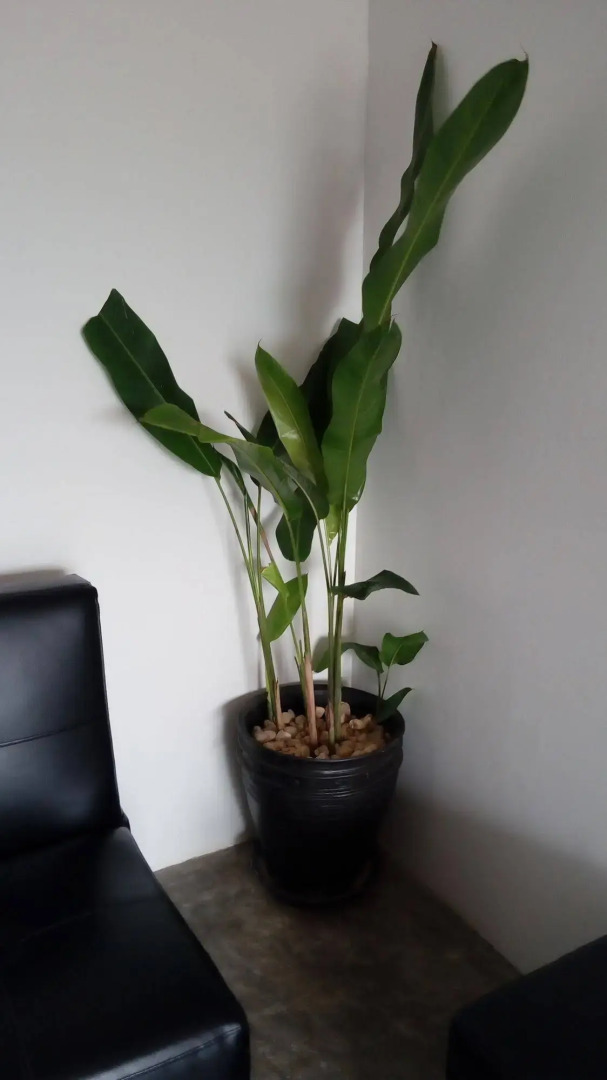 Luang Prabang Serviced Apartment