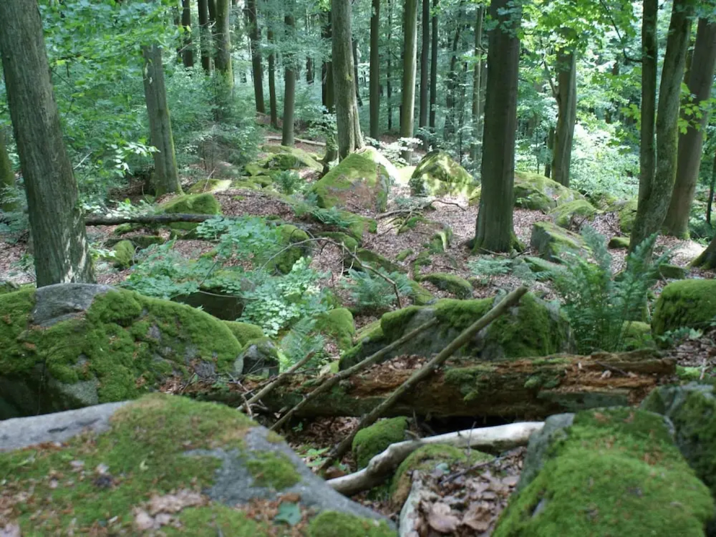 Detached Holiday Home With Sauna, Terrace and Private Garden