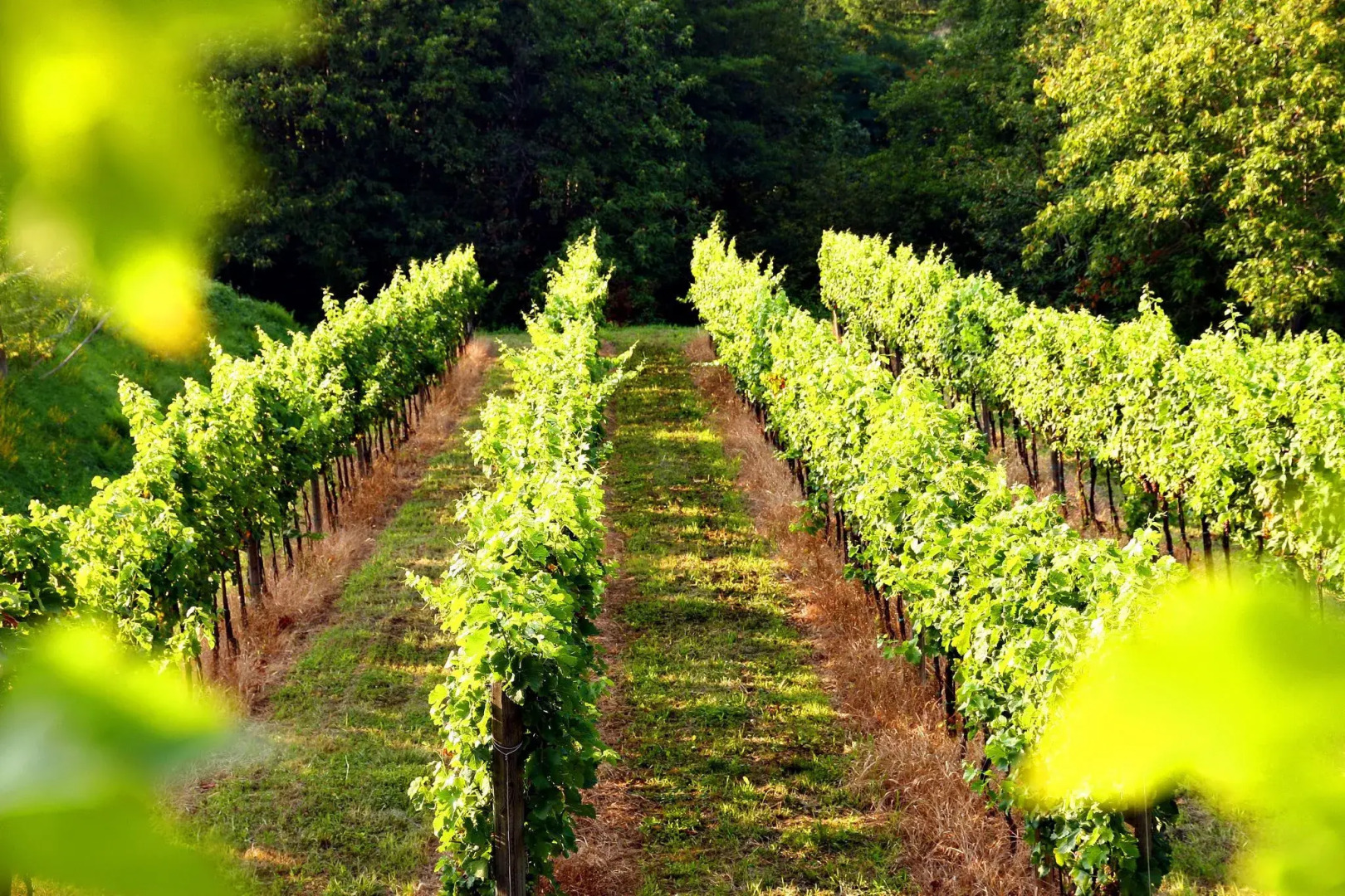 Agriturismo Il Belvedere