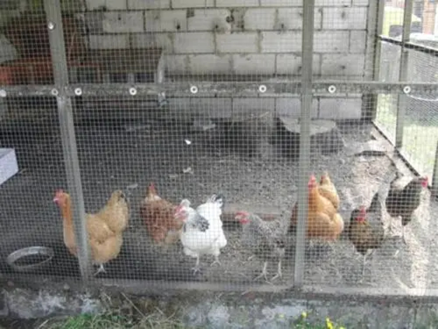 Wollesen's Reiterhof