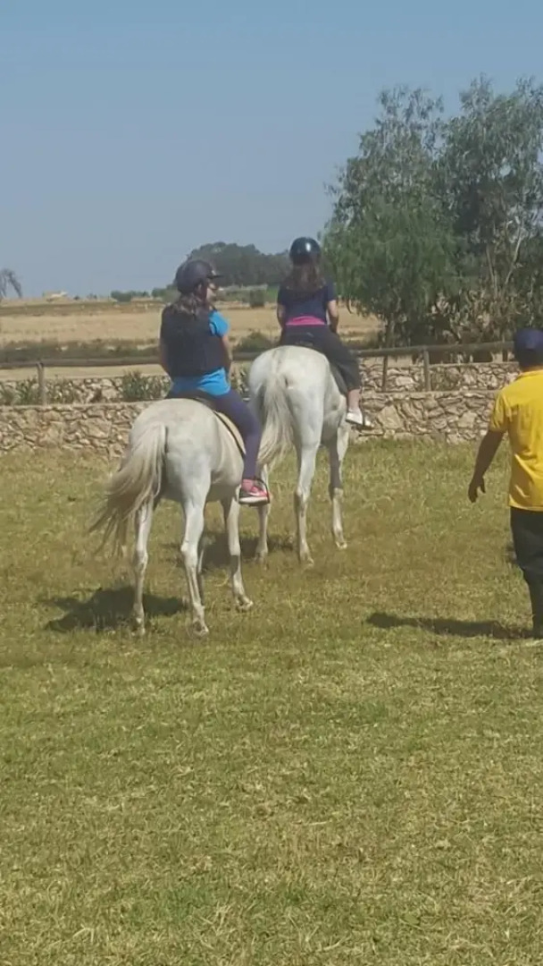 Koheilan Oriental Lodge Farm