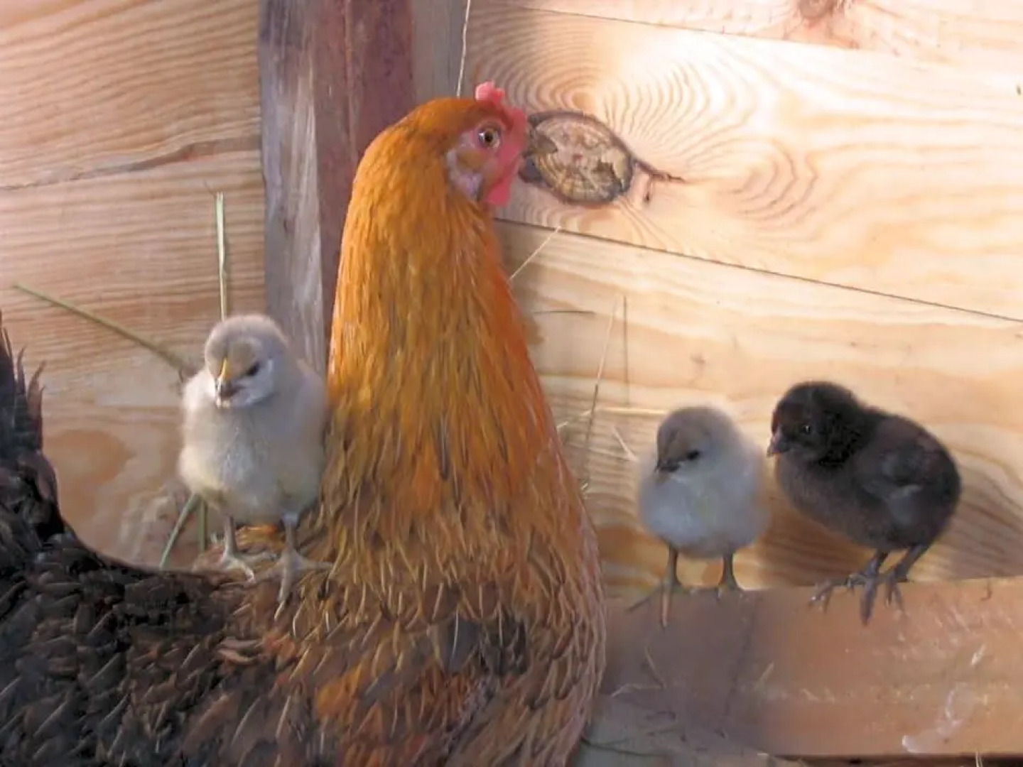 Chambres dhôtes 4 Collines