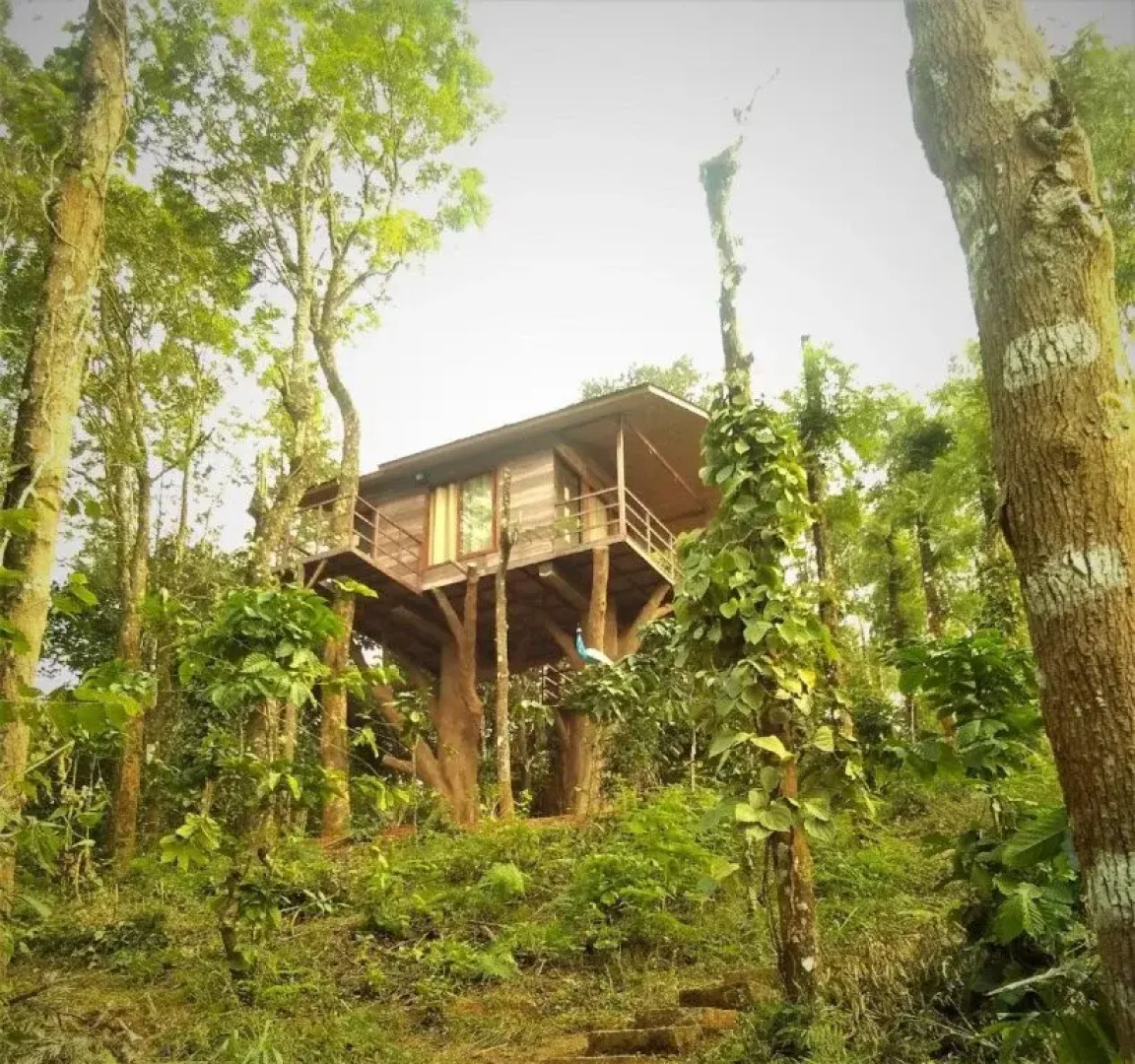 Peters Coffee Creek Nature Resort