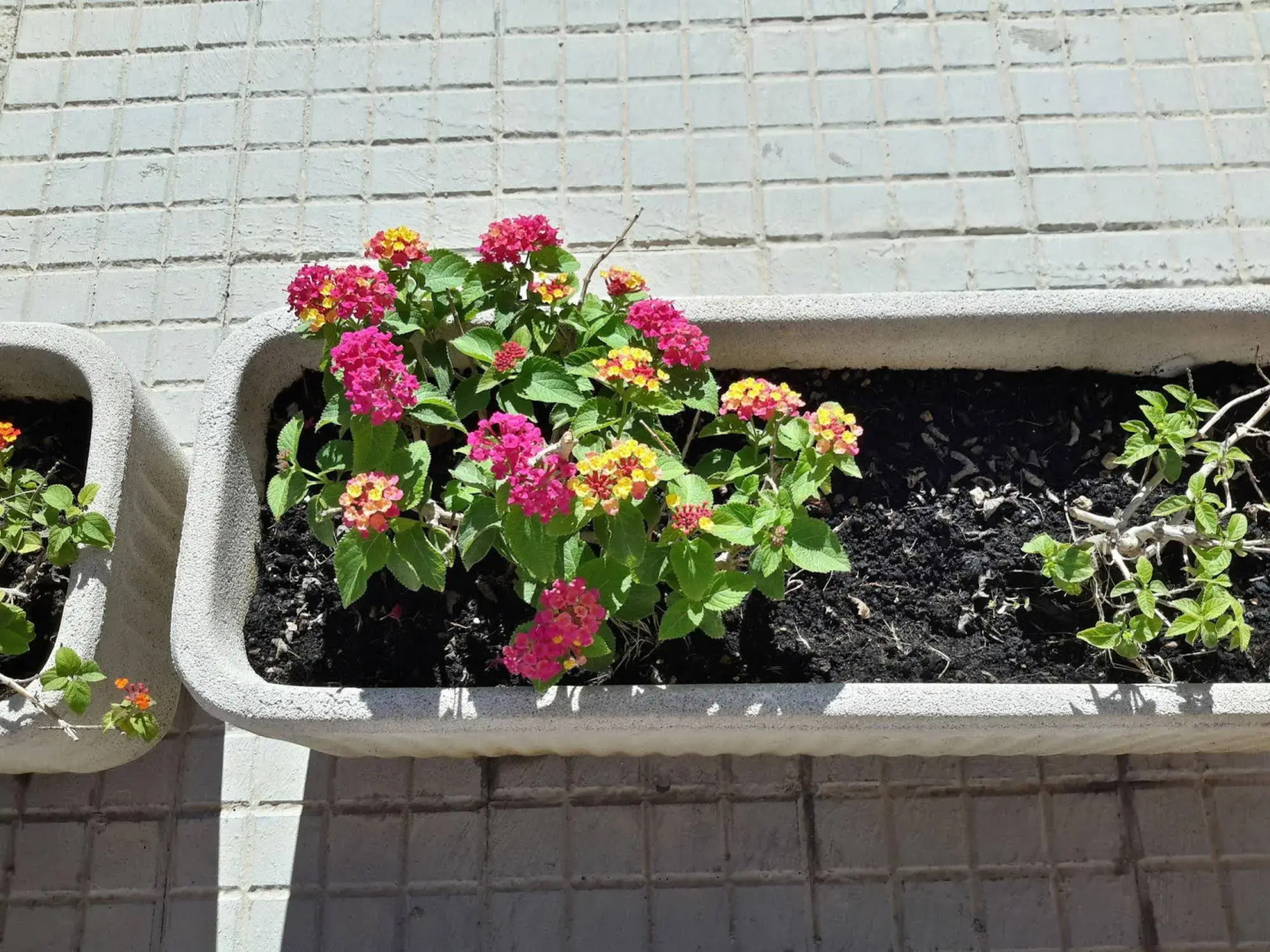 Butterfly Accommodation