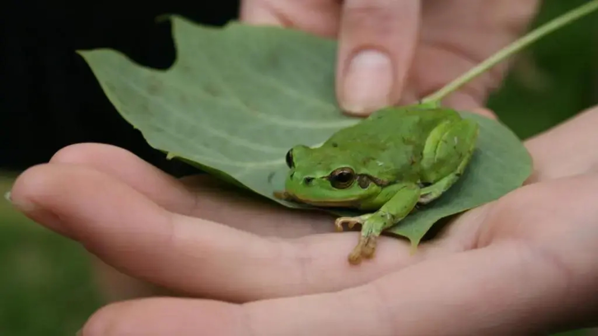 Piotrowice Nyskie Palace