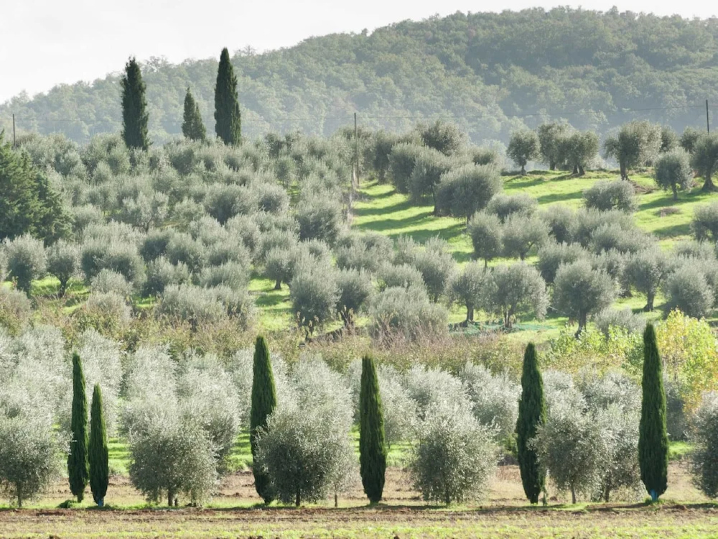 Belvilla by OYO Timo