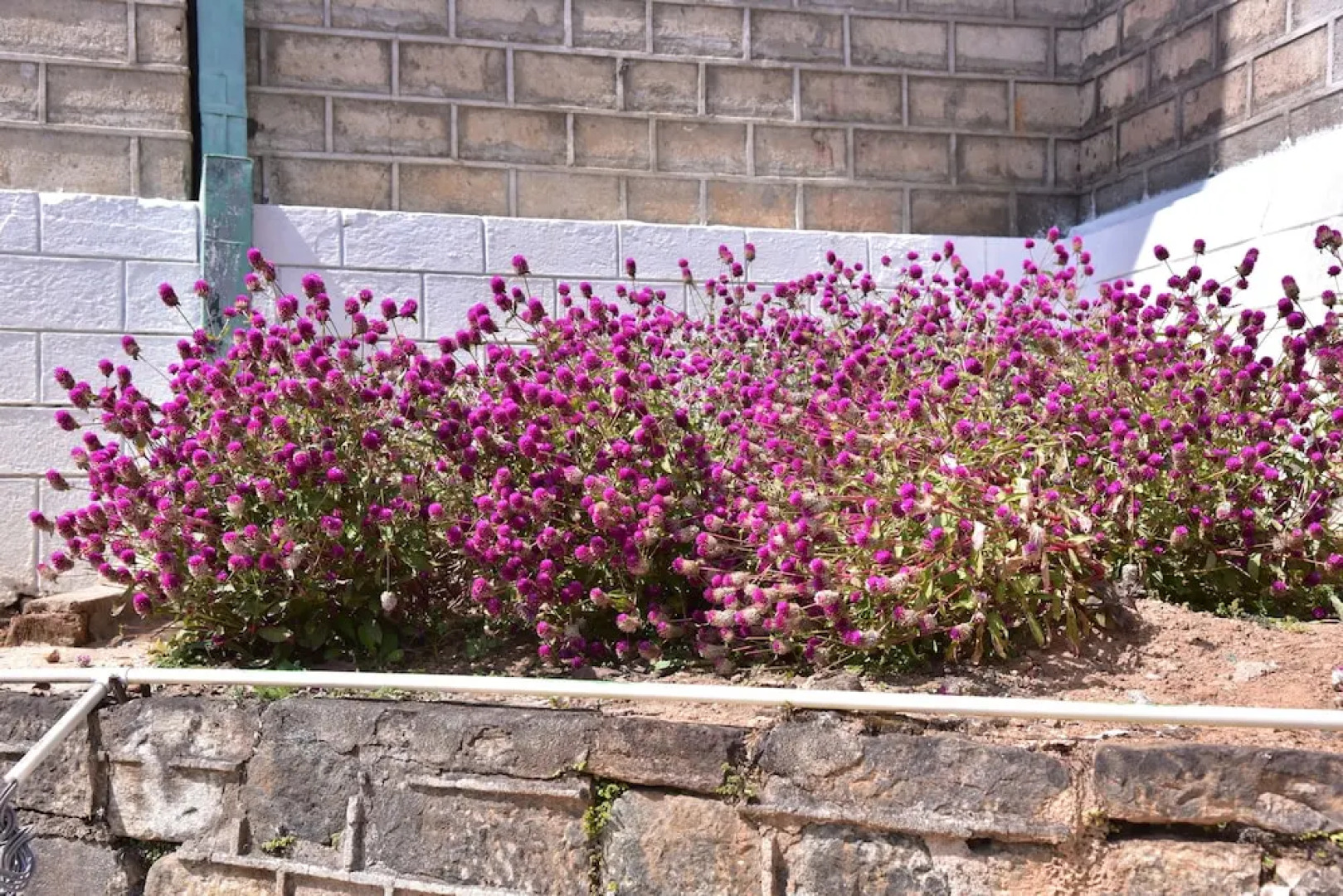 Grand peak tea garden hotel