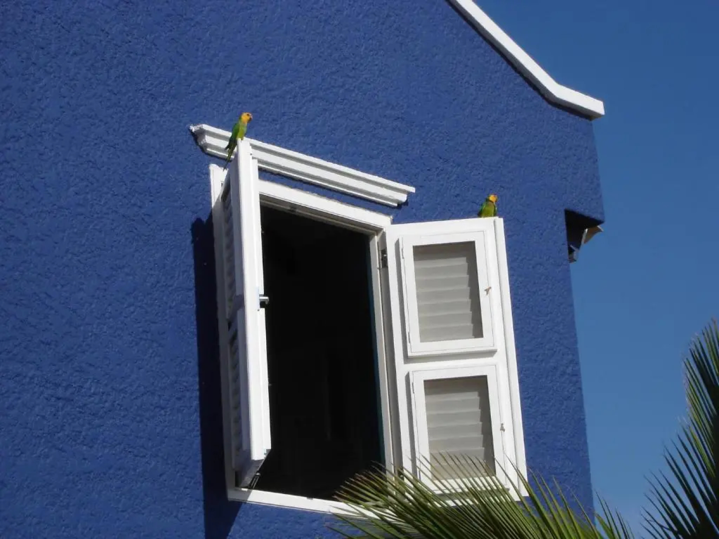 Blachi Koko Apartments Bonaire