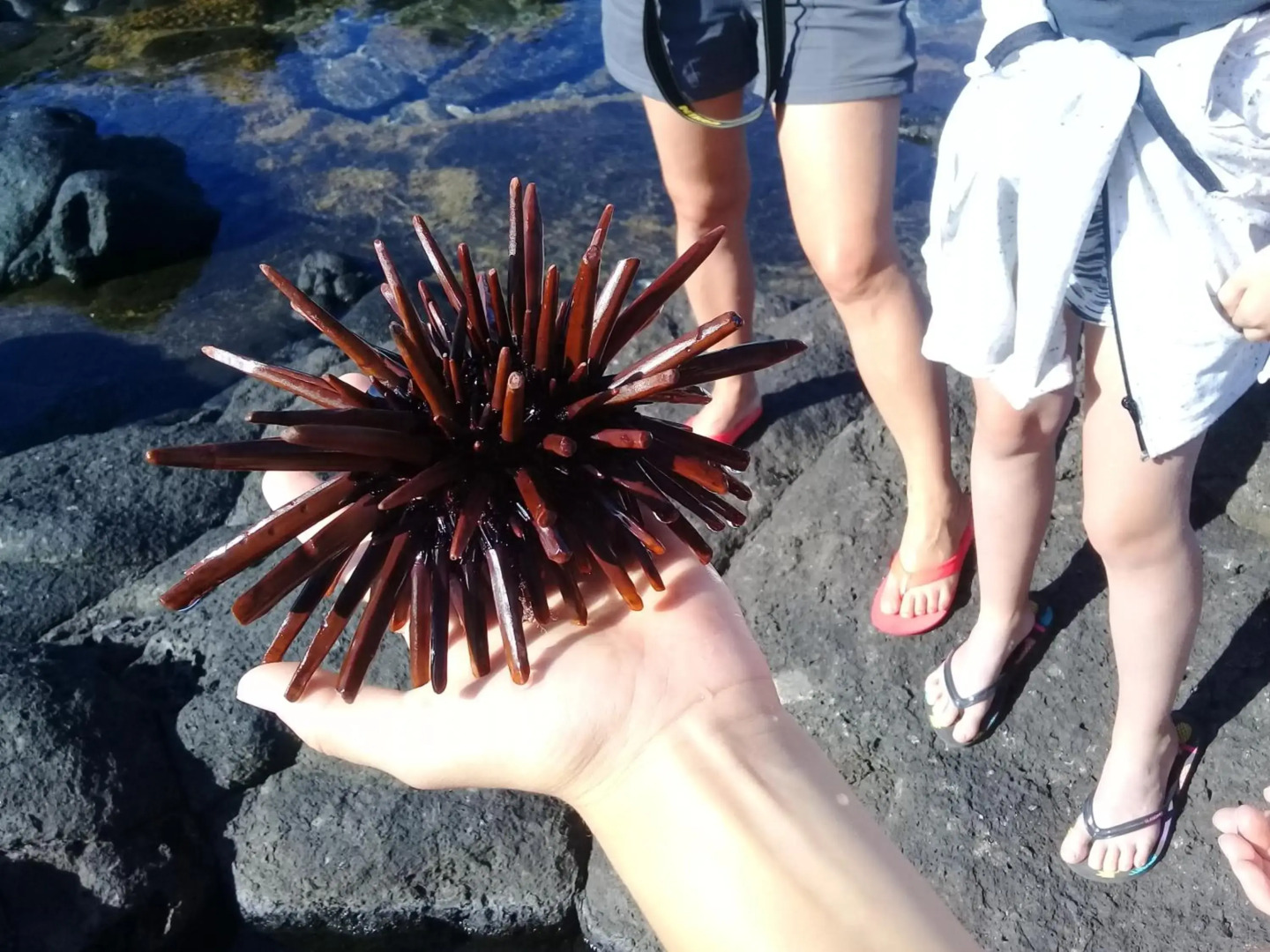 Corail Azur Appartement T1