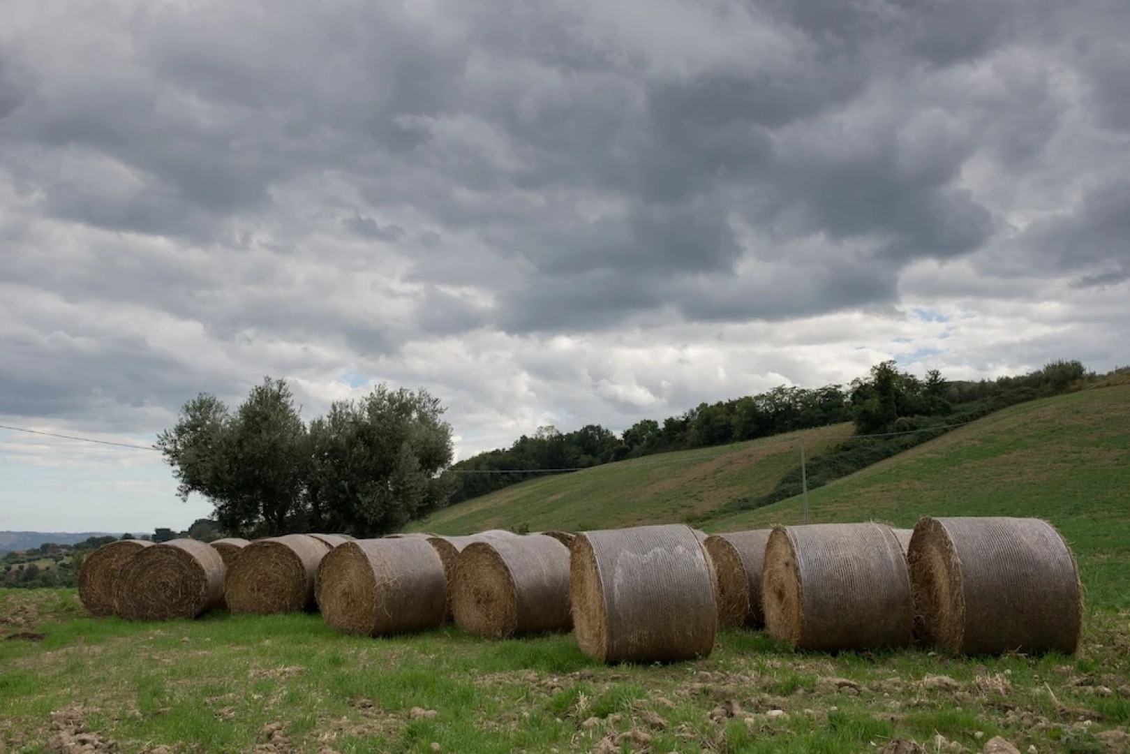 Società Agricola Zucchera S.S.