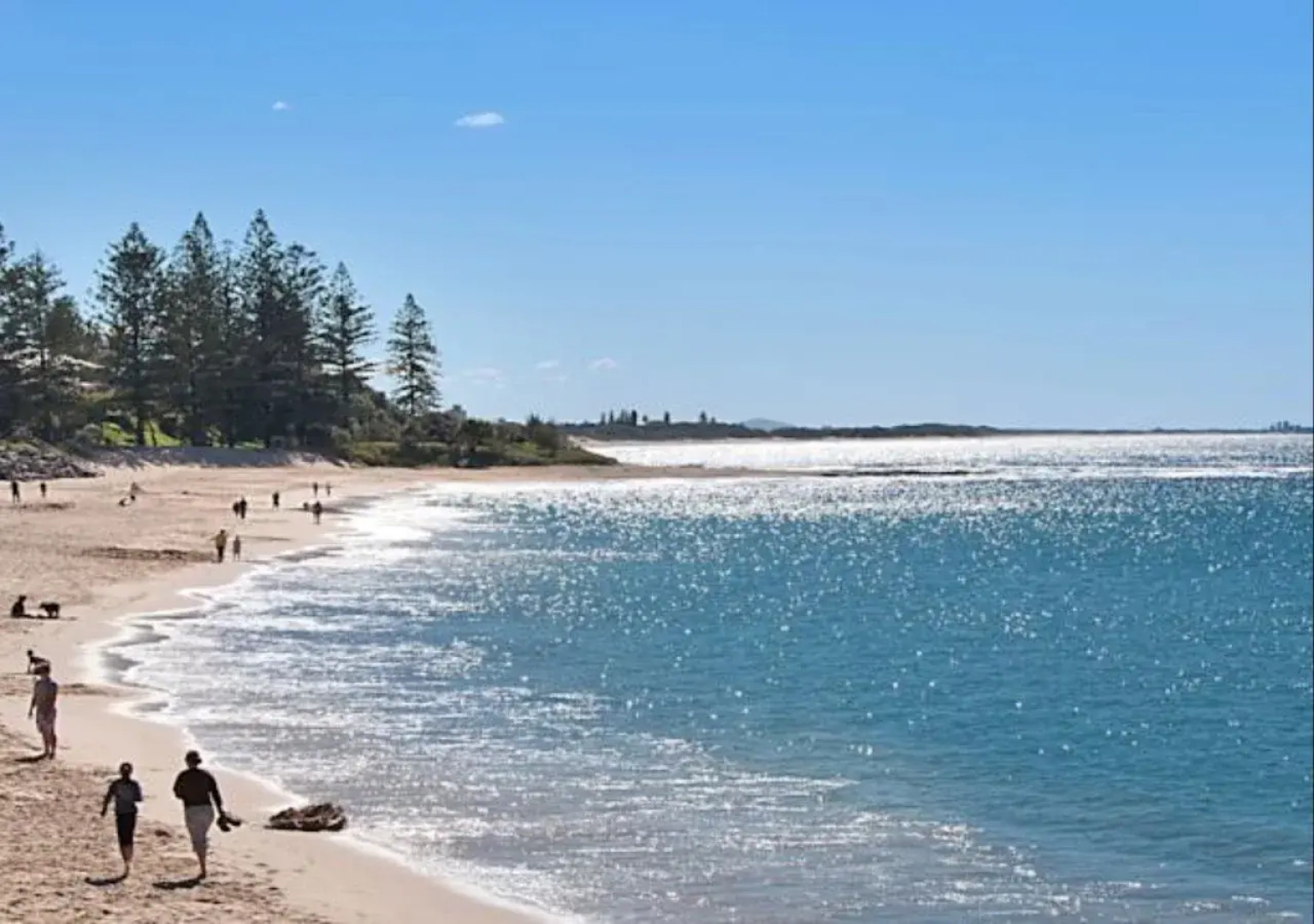 Norfolks on Moffat Beach