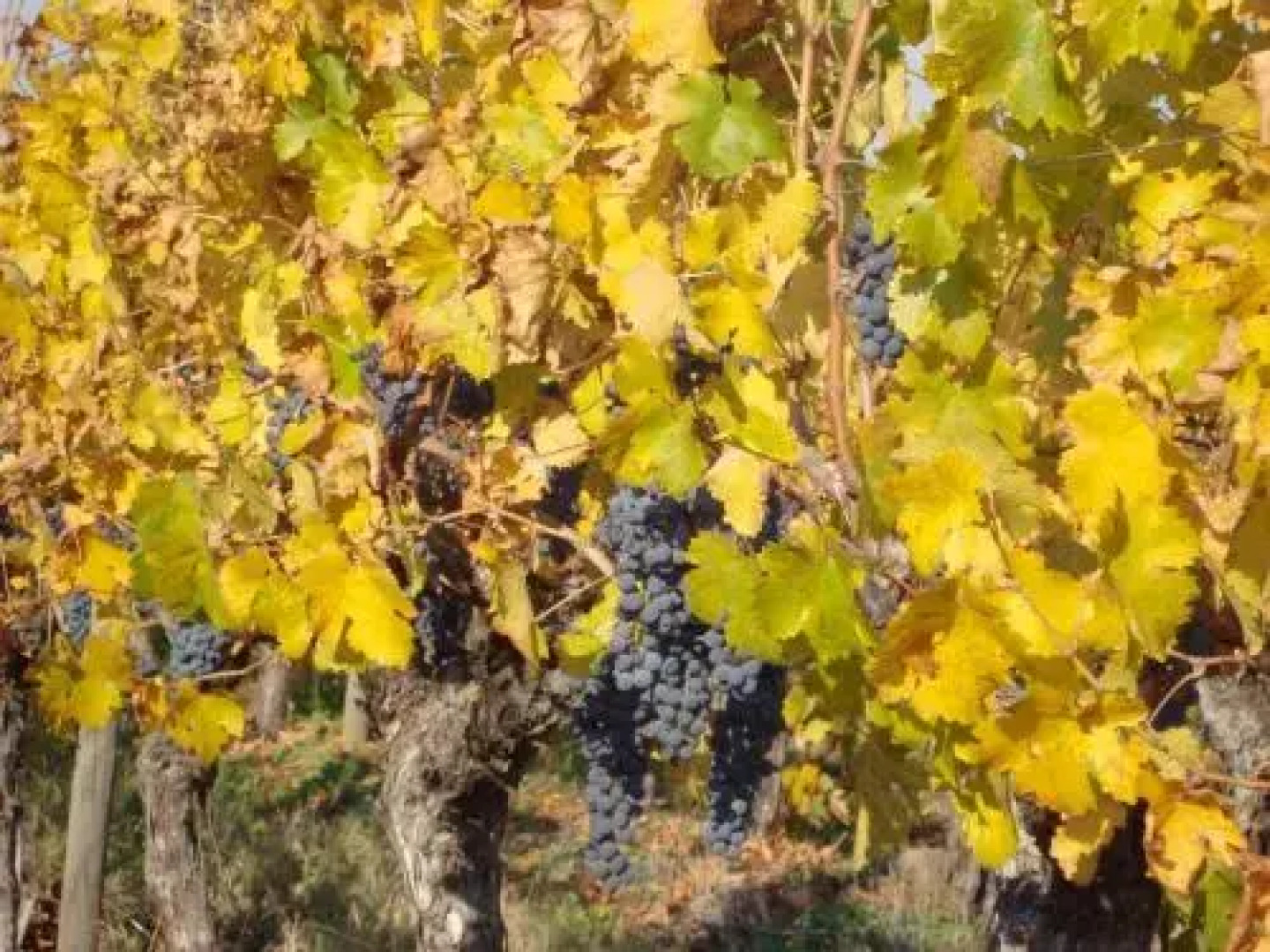 Santa Filomena de Cunaco