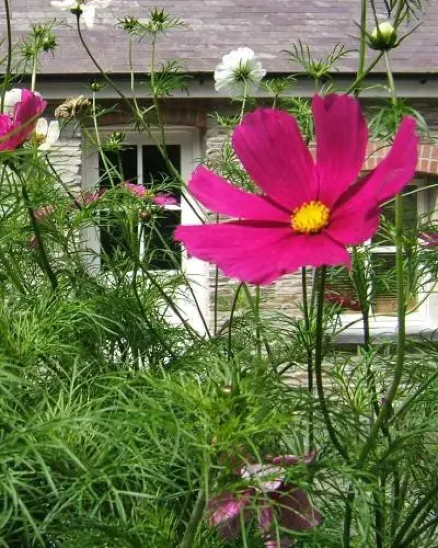 Rhosygilwen Courtyard