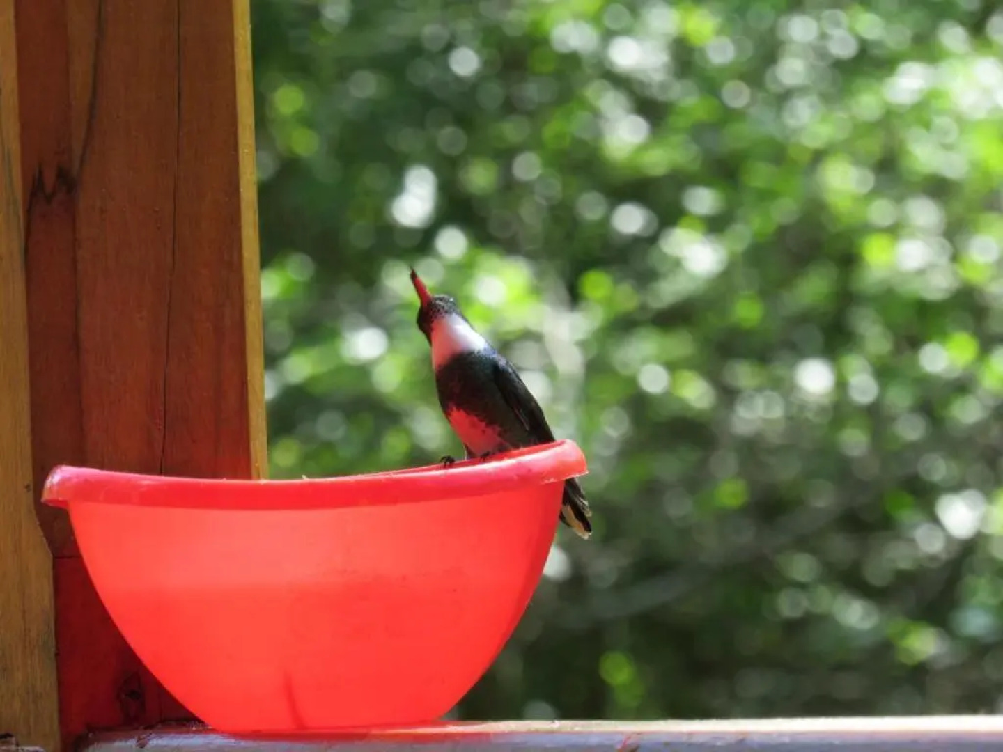 Cabaña en el Arroyo Pajarito