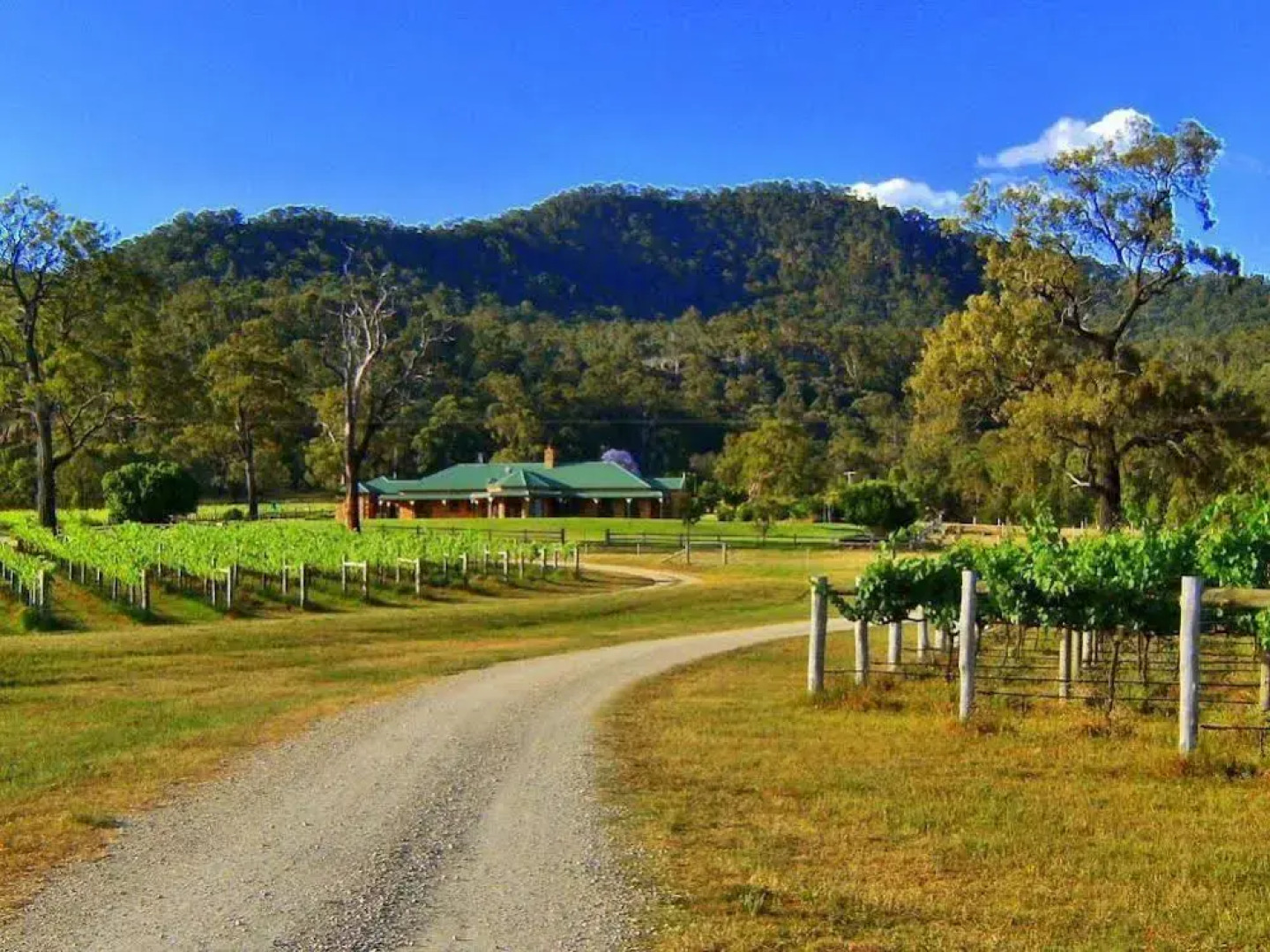 Ascella Organic Wine