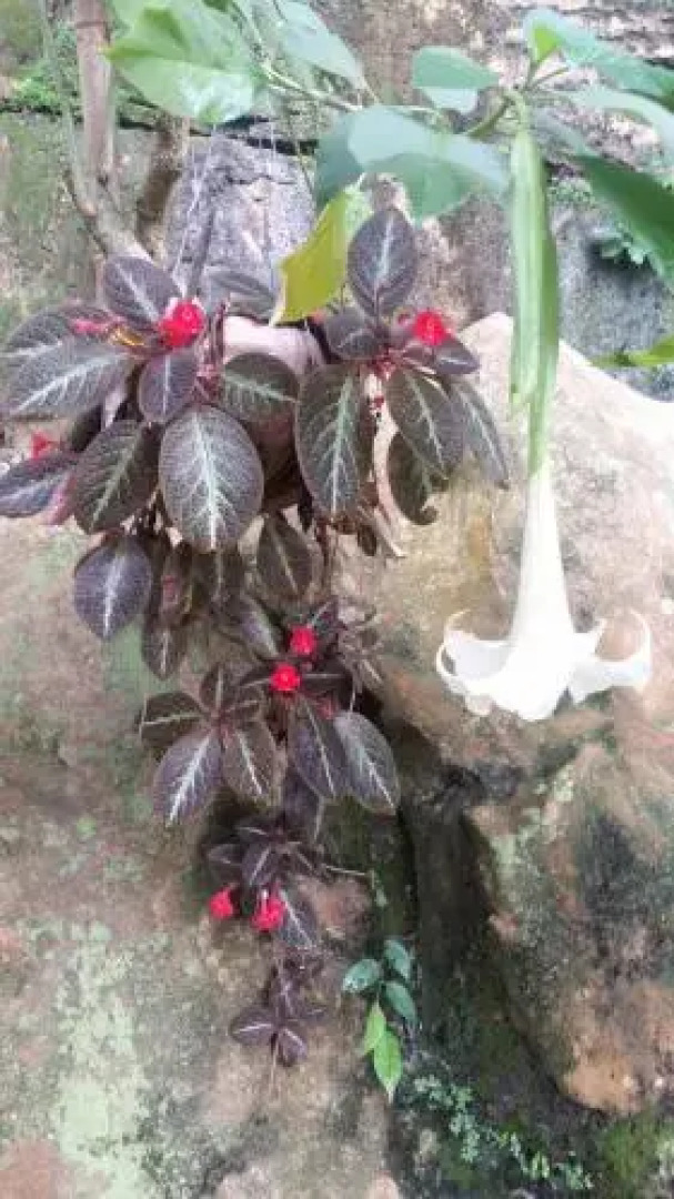 Terimakasih Bar and Guesthouse