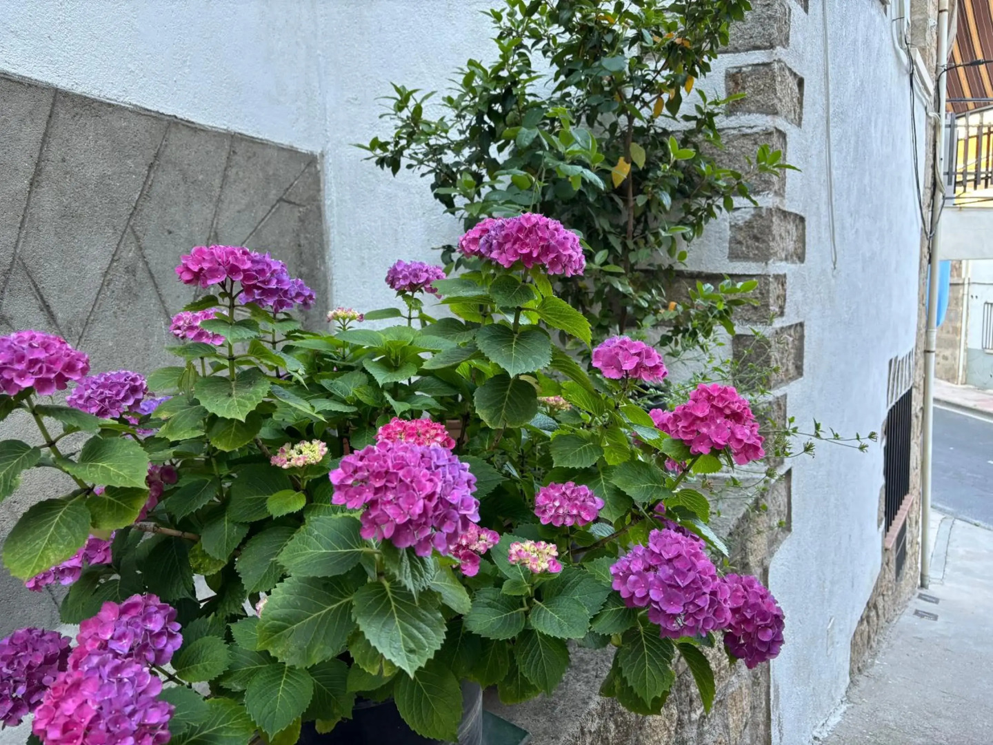 Bodeguita del Tiétar