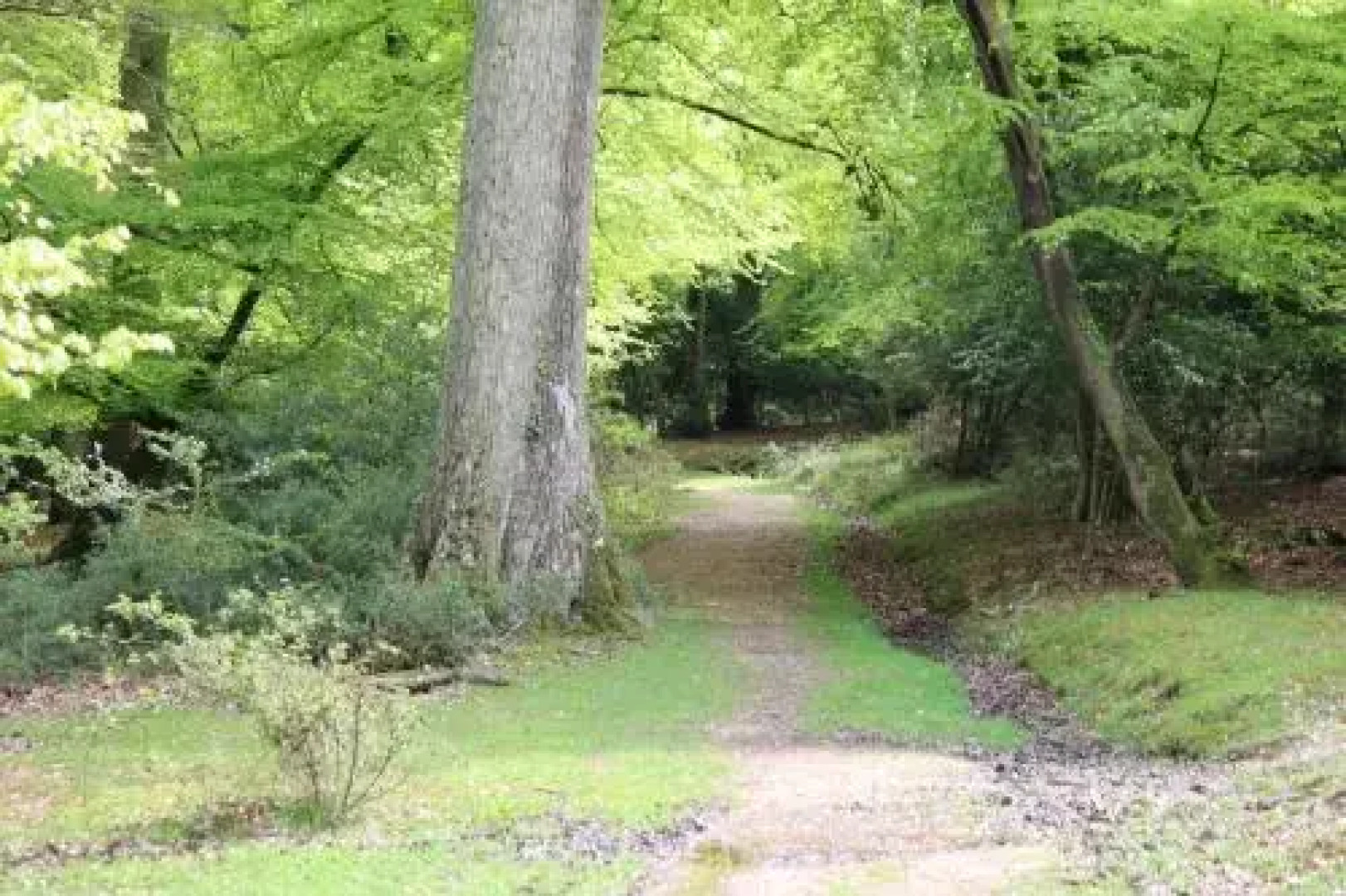 Acorns Of Lyndhurst B&B