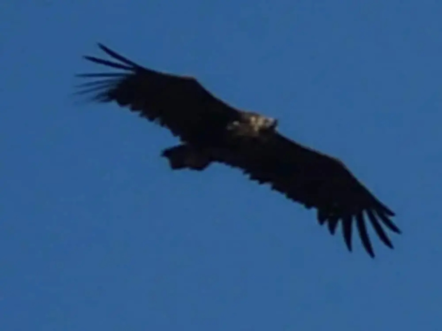 Villa With 4 Bedrooms in Hornachuelos, With Wonderful Lake View, Private Pool, Furnished Garden