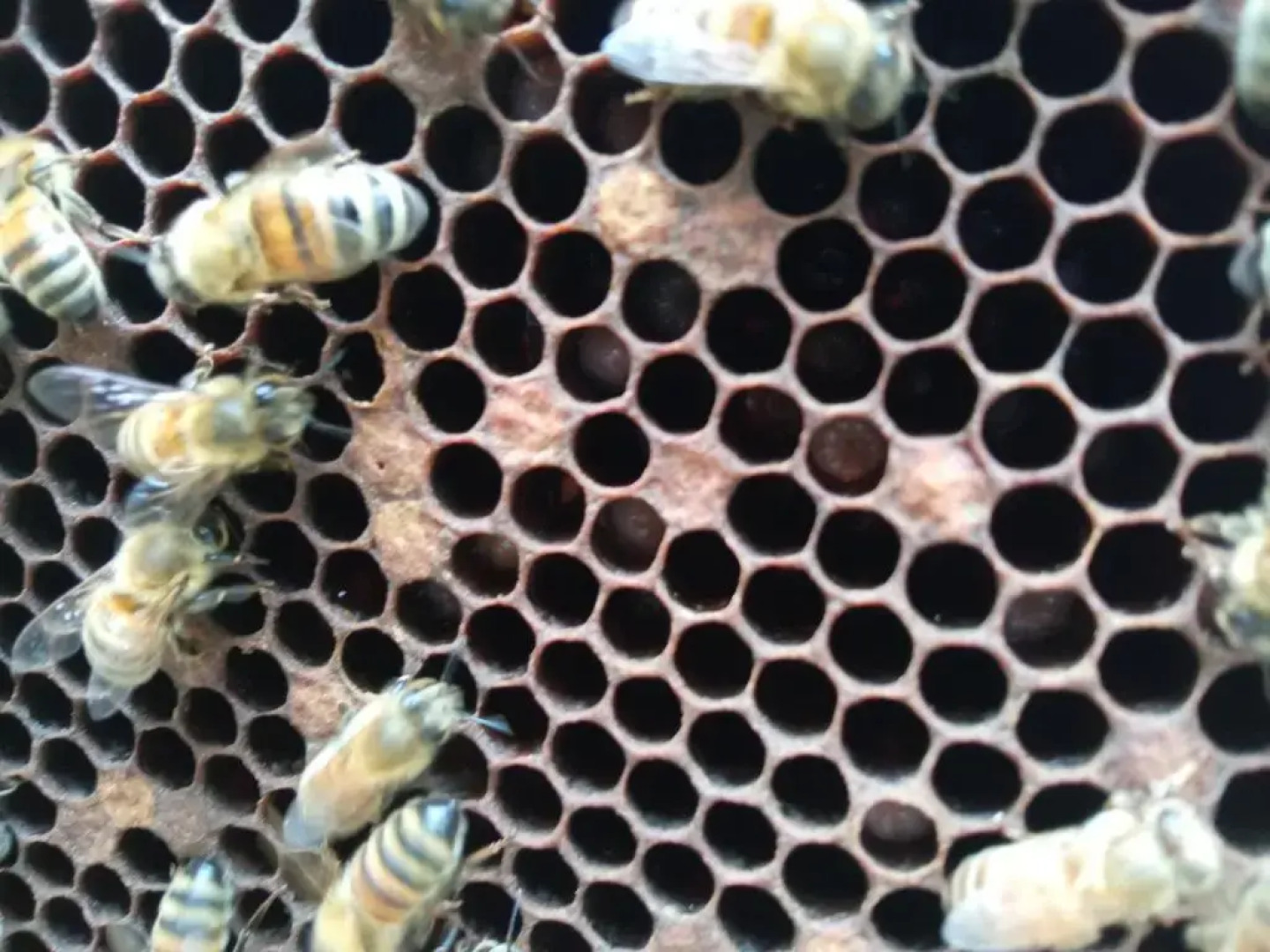 Agriturismo Belle Buono