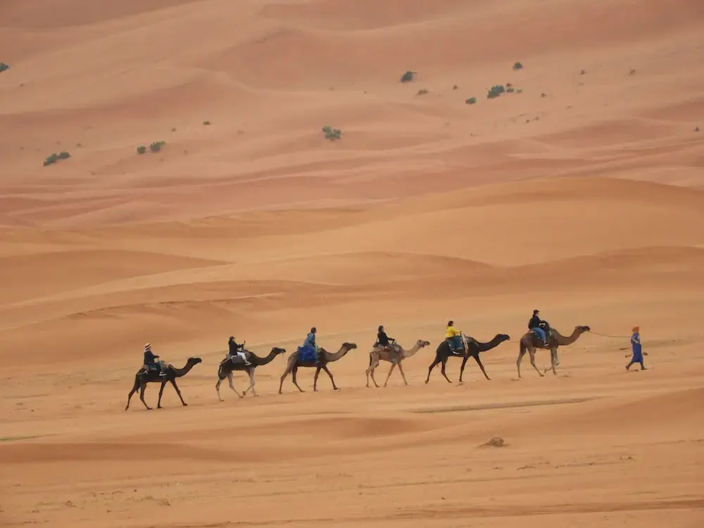 Sahara Camel Trips