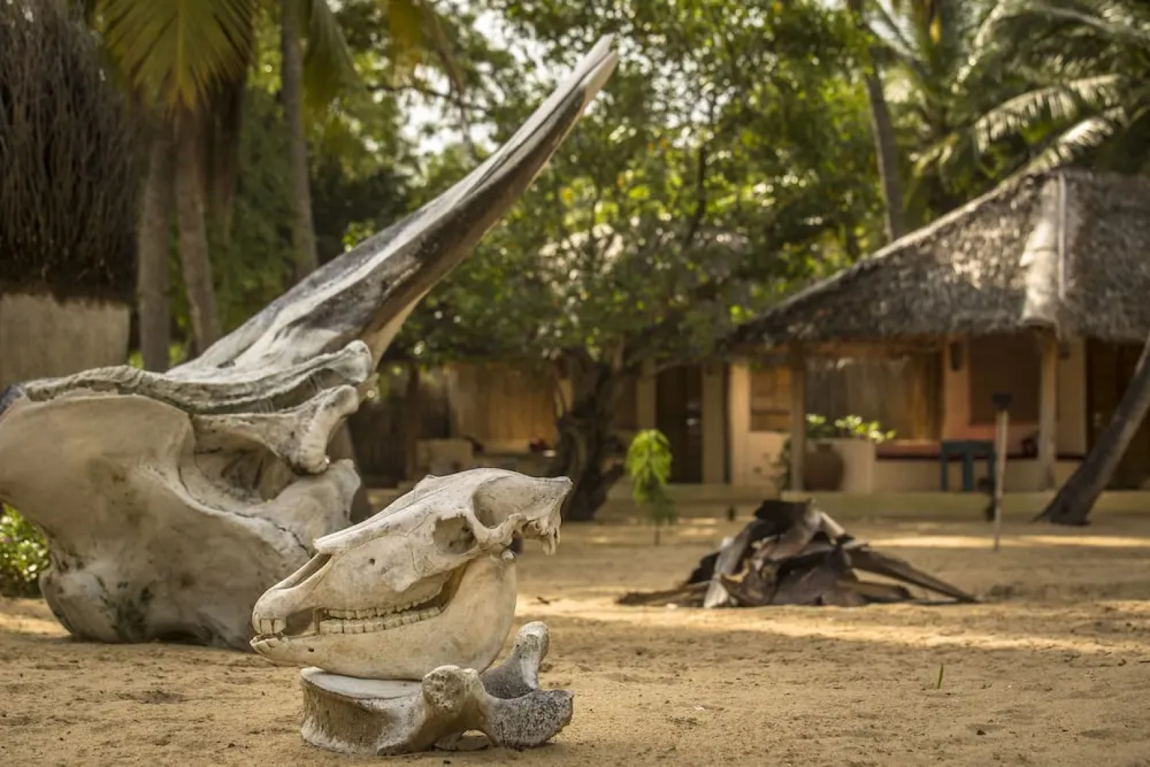 Cocodance Kitesurfing Resort