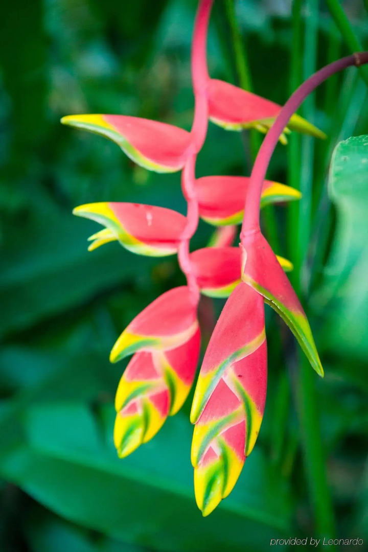 The Lodge at Pico Bonito