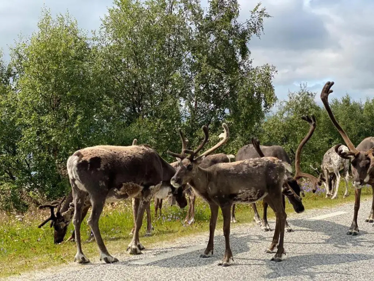 Strandgården Fjällnäs