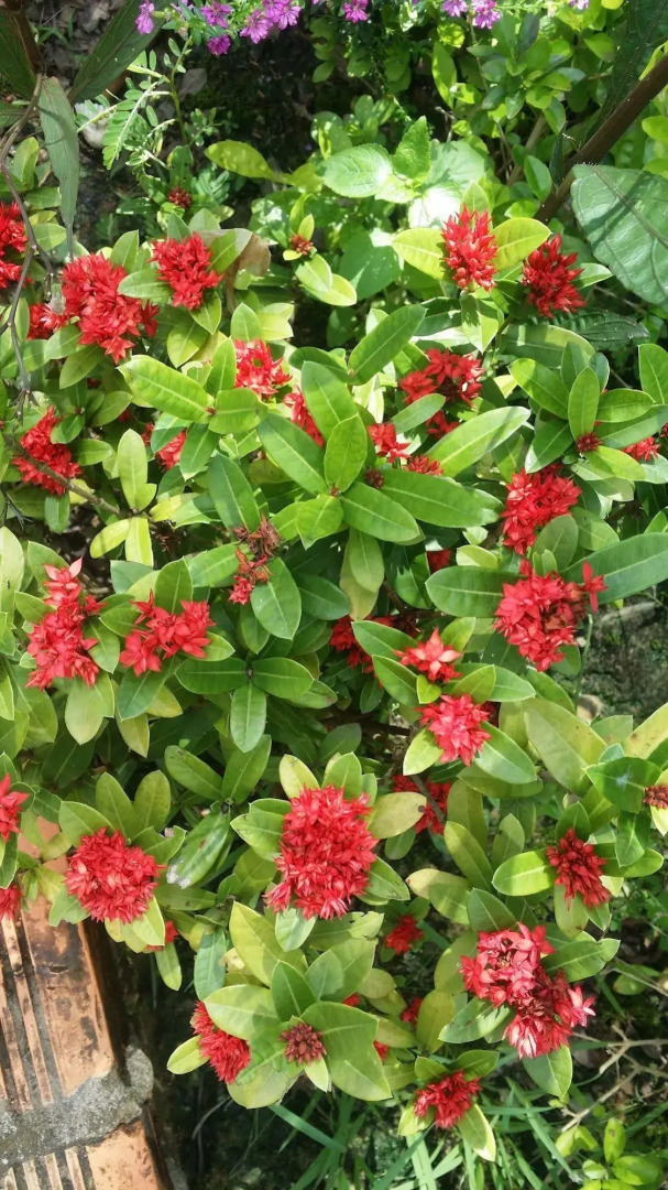 Wild Beach Phu Quoc Resort