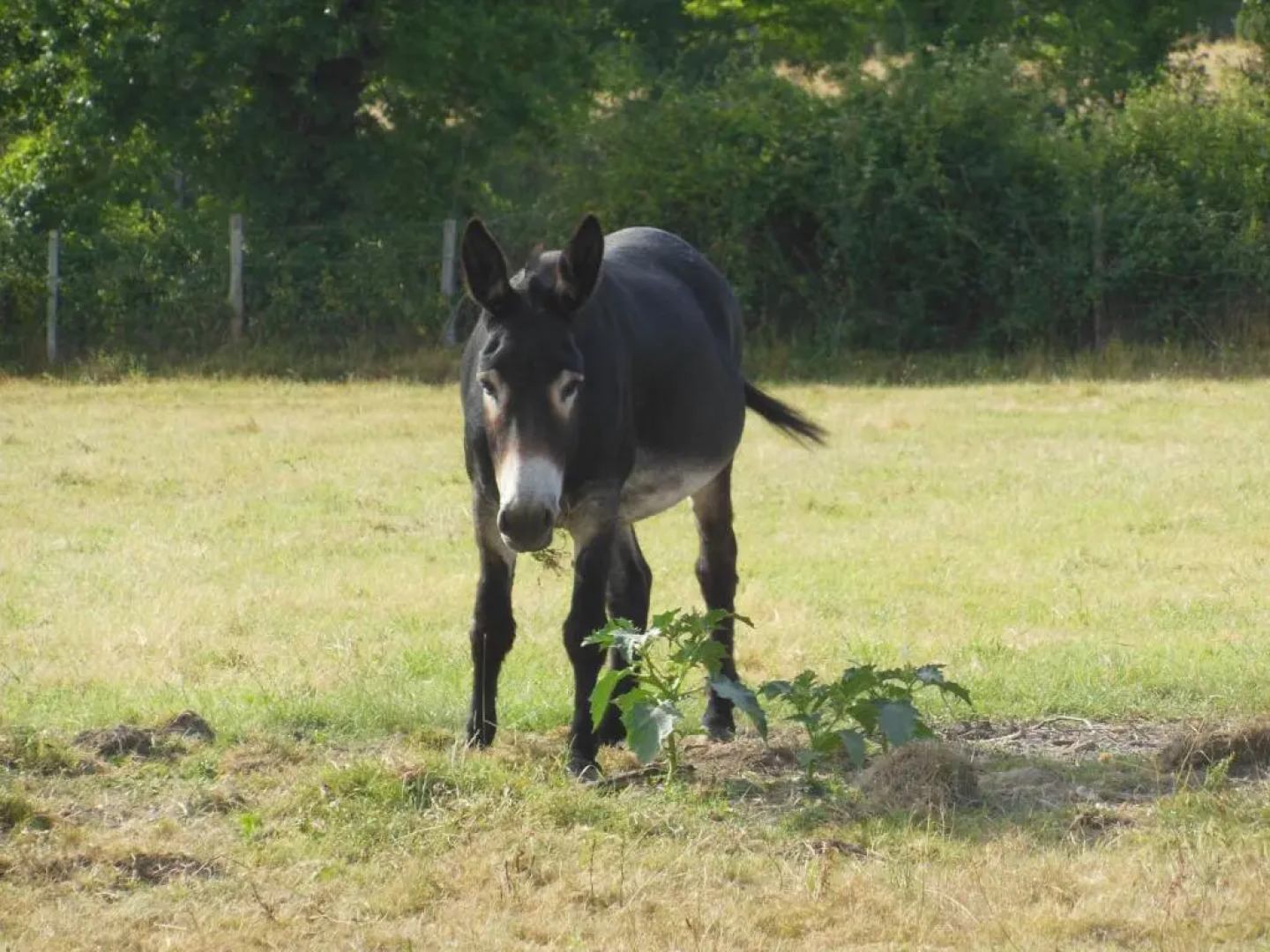 Gîte Bouesse, 7 pièces, 14 personnes - FR-1-591-9