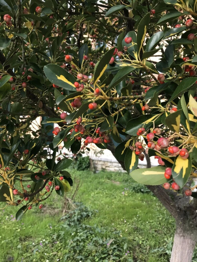 Room-banos Apartments and Swimming Pool