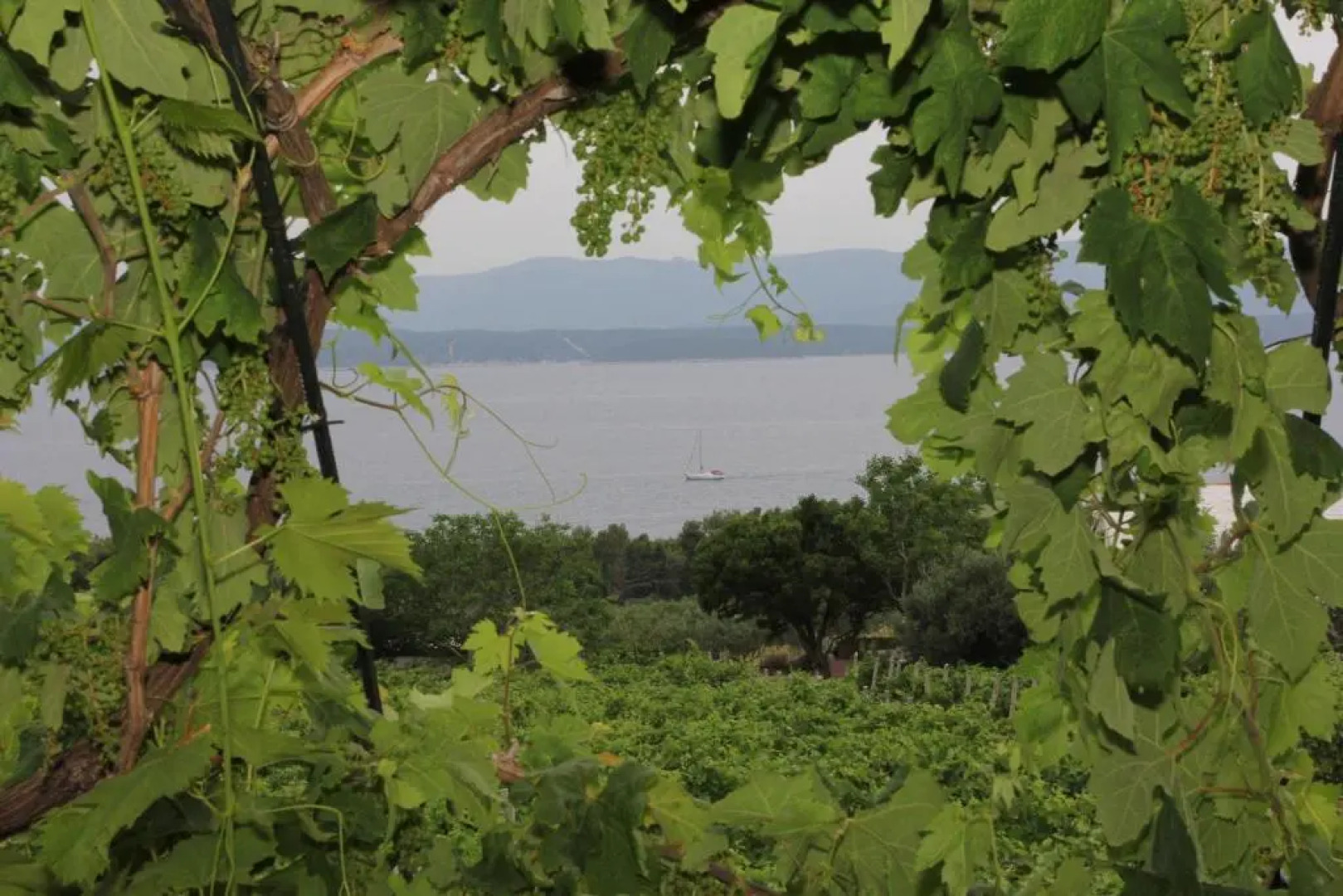 Holiday Home Vineyard House