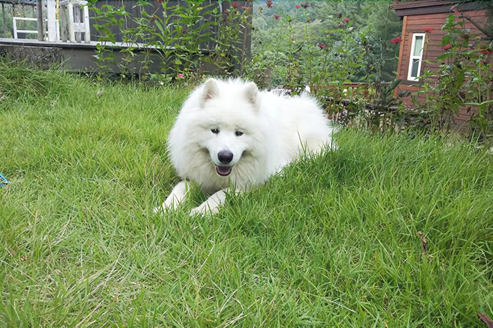 Yangpyeong lime orange