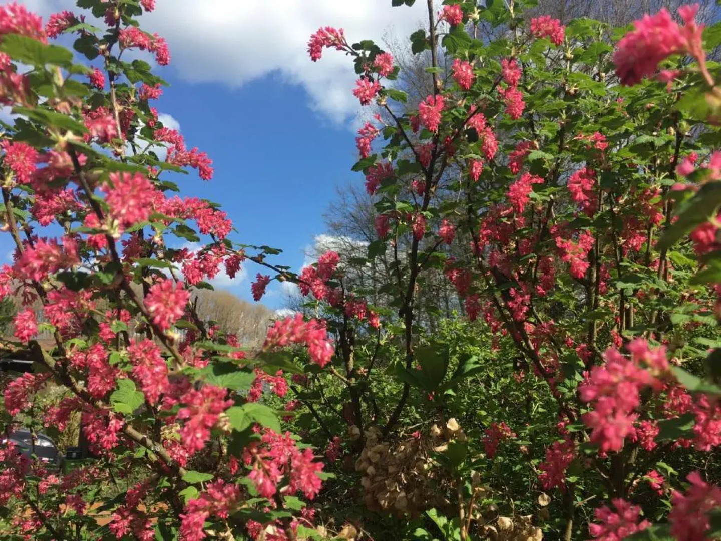 Privatzimmer Bellevue