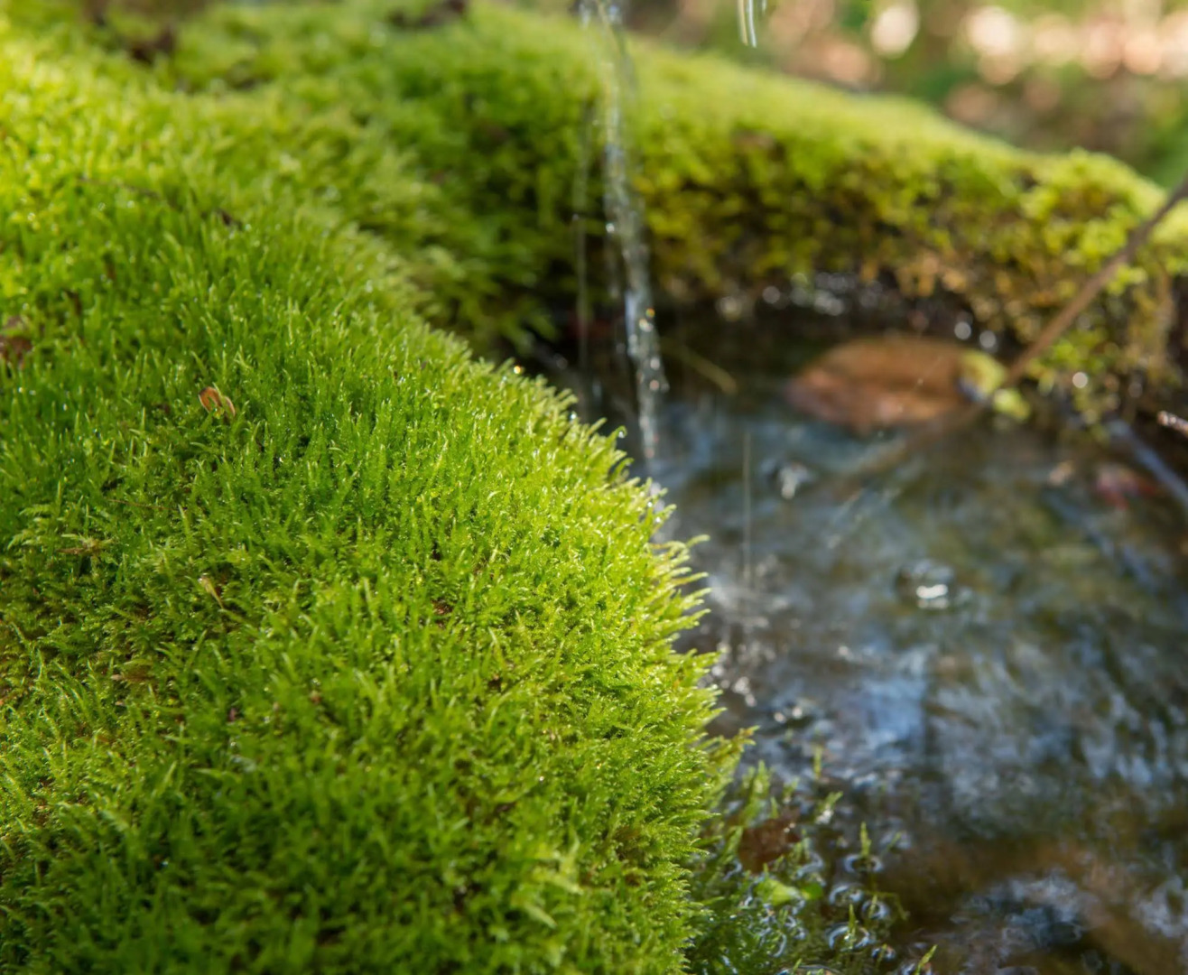 Okuhida Yakushi No Yu Honjin