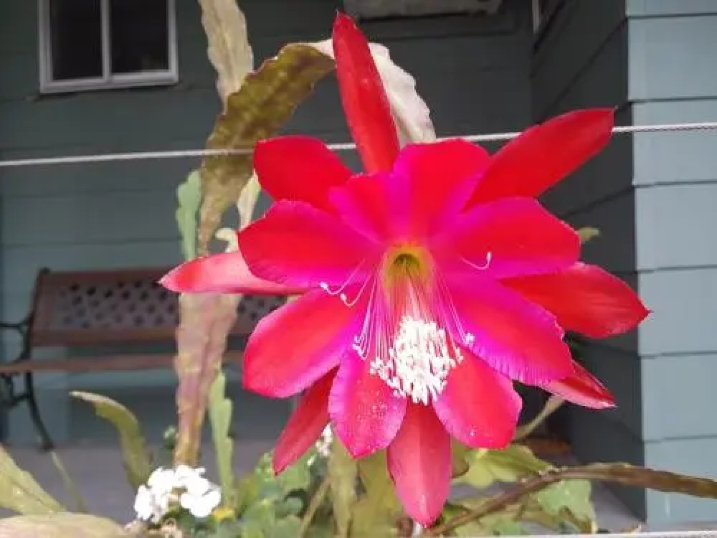 Rose City Caravan Park