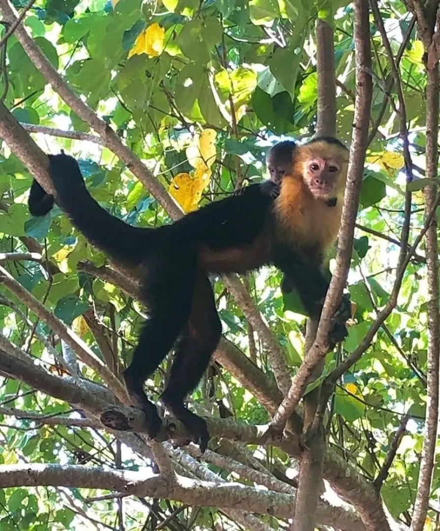 Castillo Tambor Resort and Restaurant