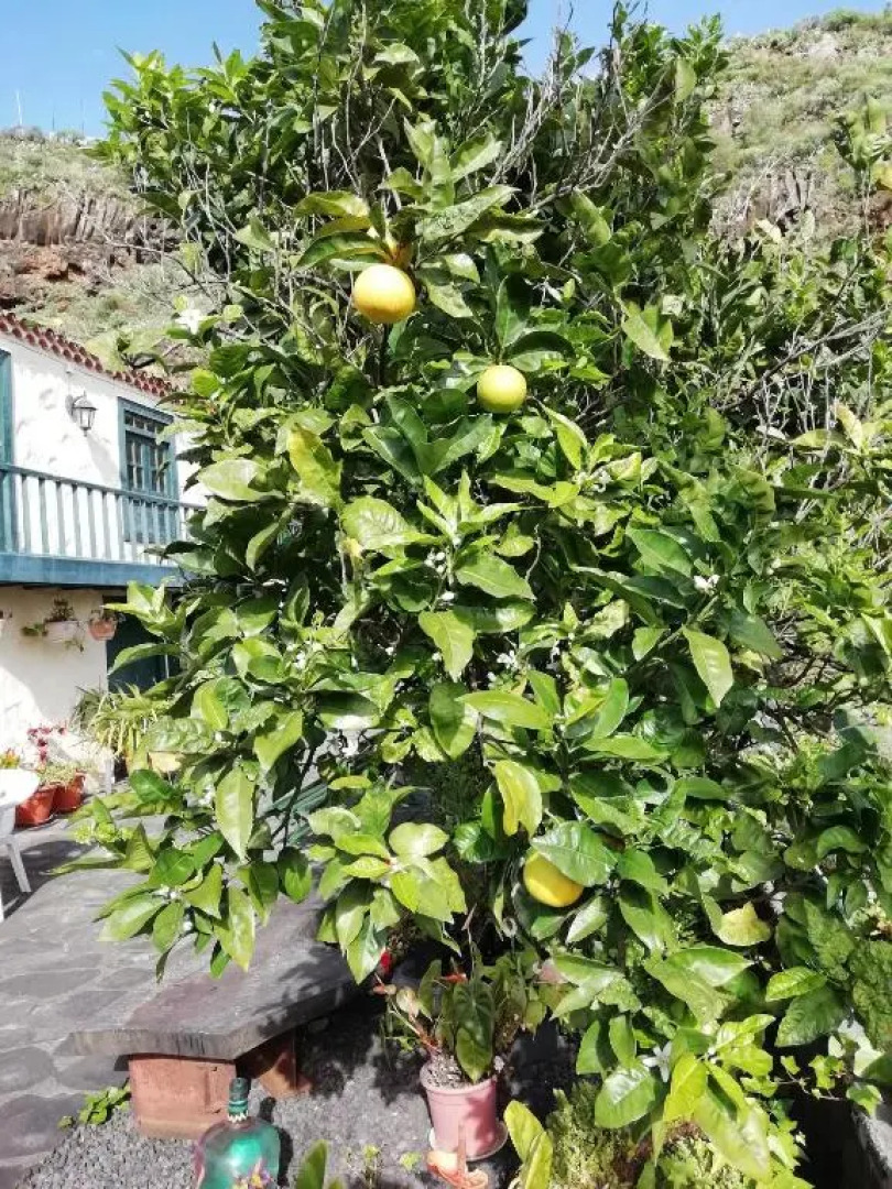 Große Finca 19Jh, Pool, Terrasse, nahe Santa Cruz