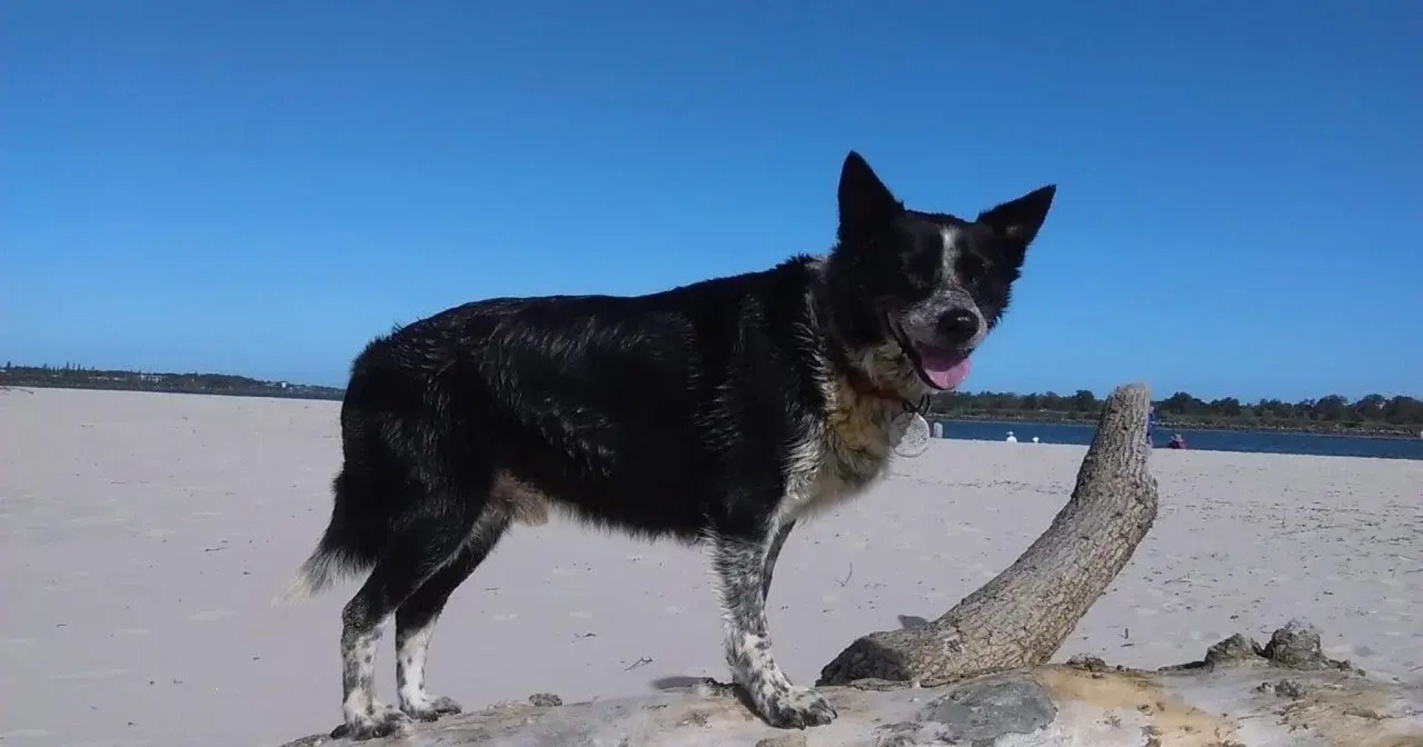 Alstonville Country Cottages