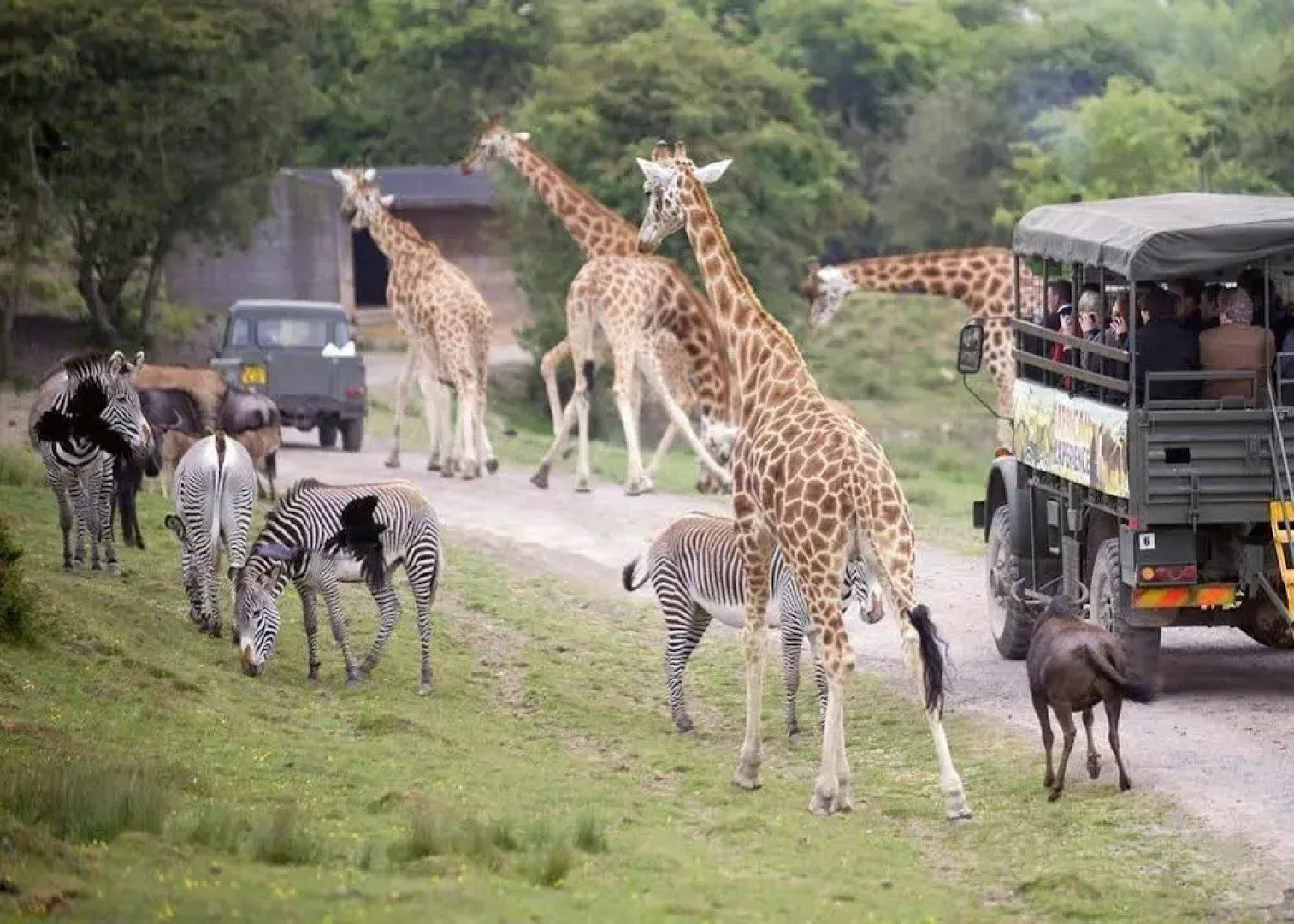 Port Lympne Reserve - Livingstone Lodge