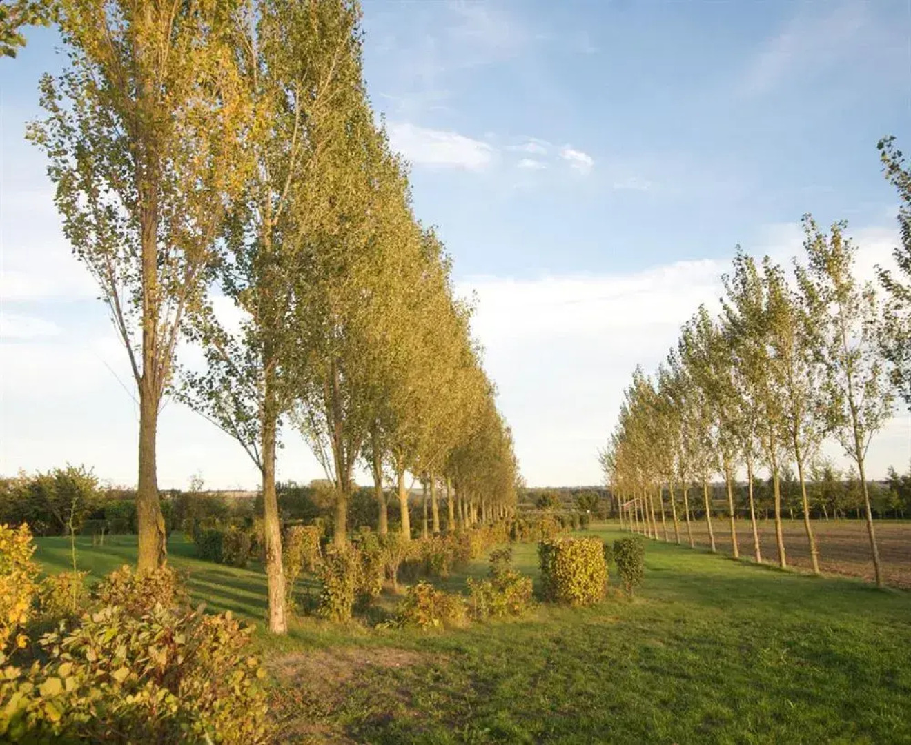 Treetops Cottages & Spa