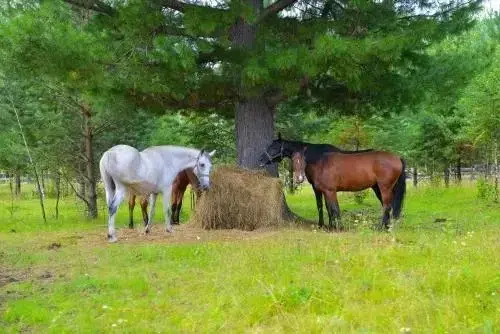 Baza otdyha Dikiy Ray