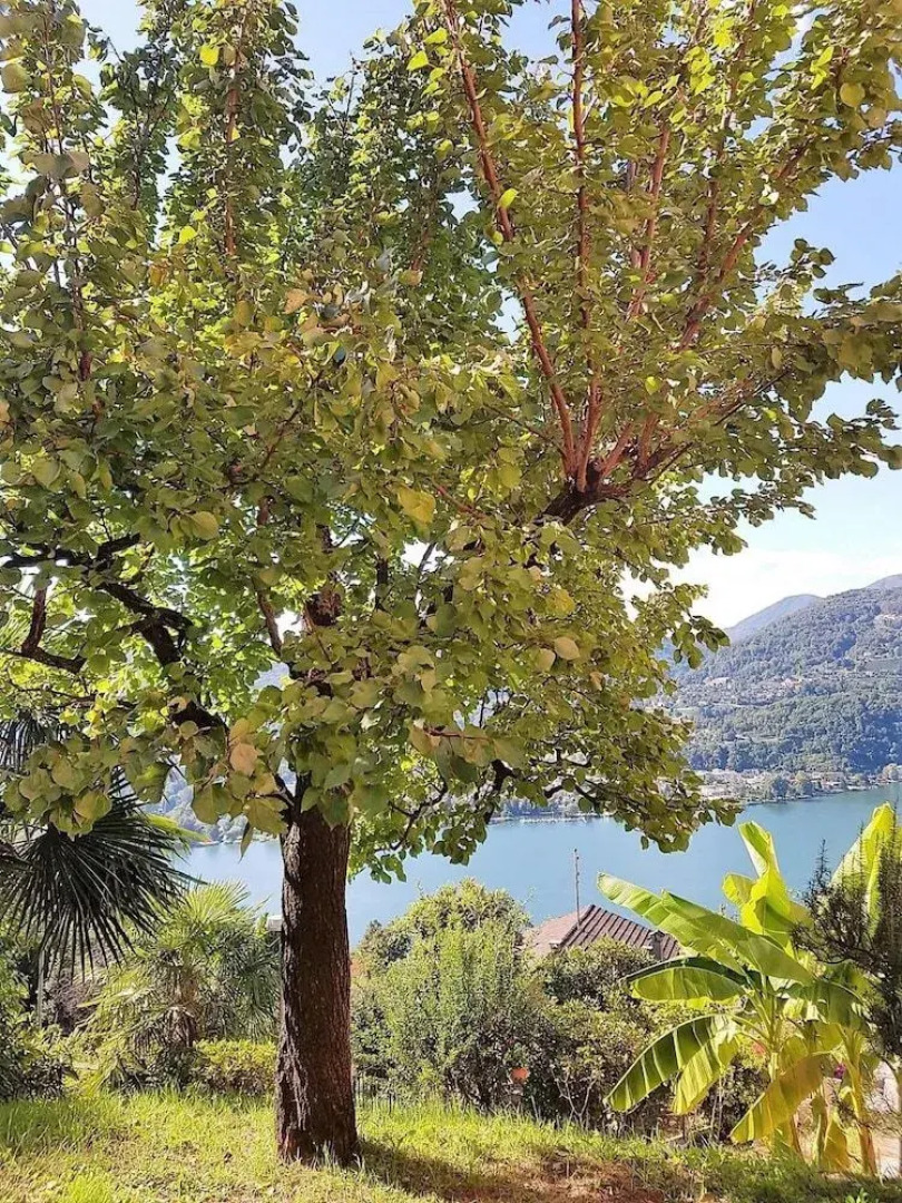 Close to Franklin College and Lugano Center