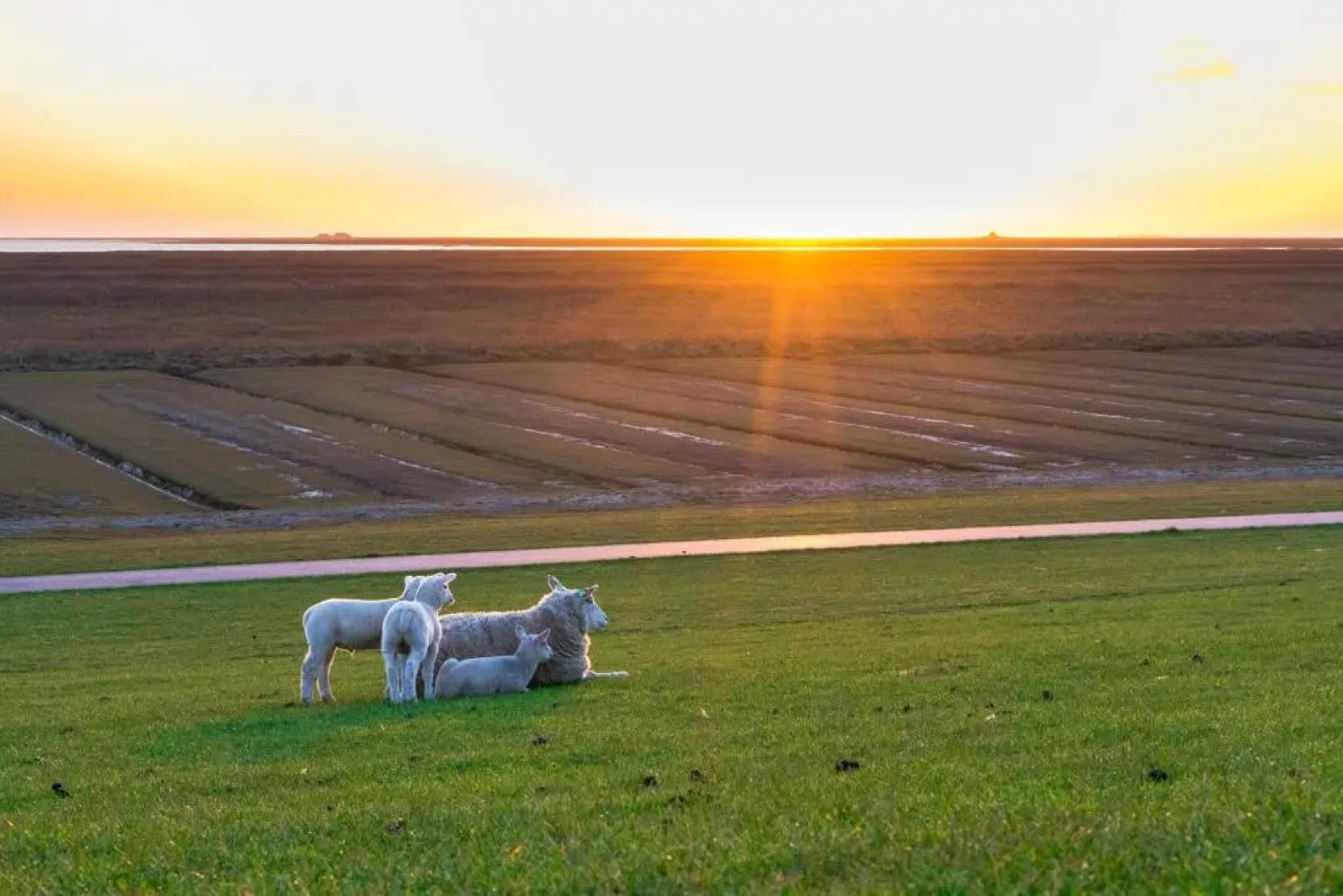 Ferienwohnung Hallighafen