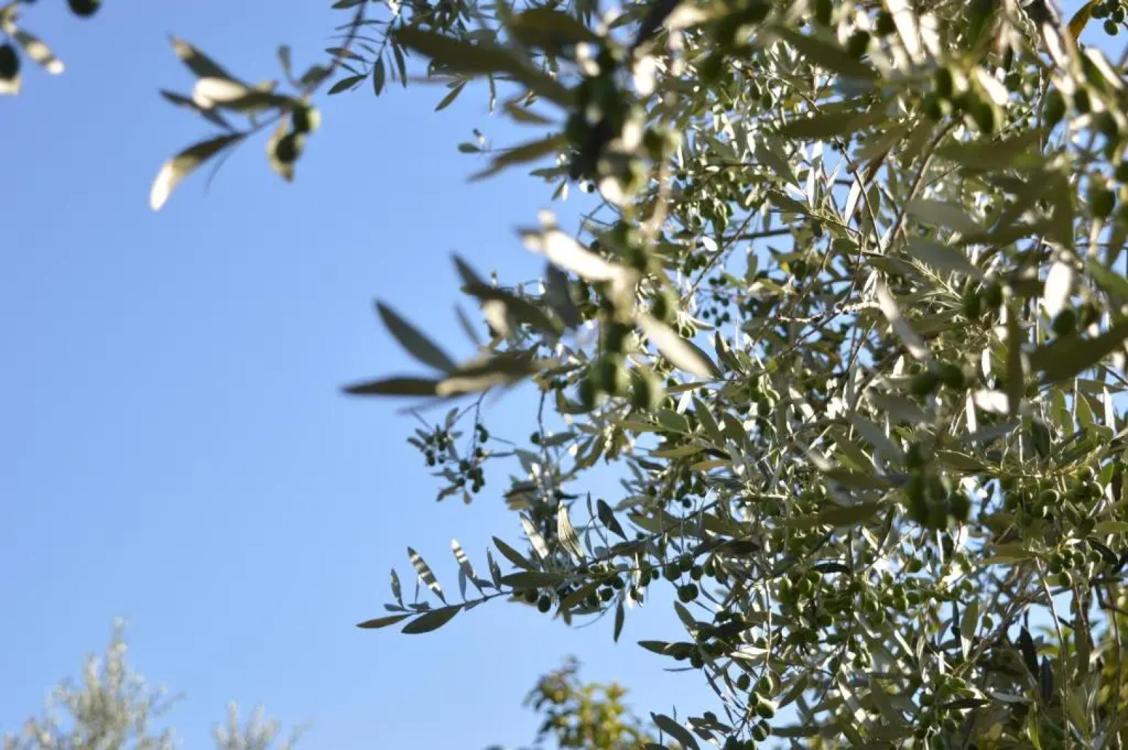 Residenza Cardinal Girolamo Di Moncelli