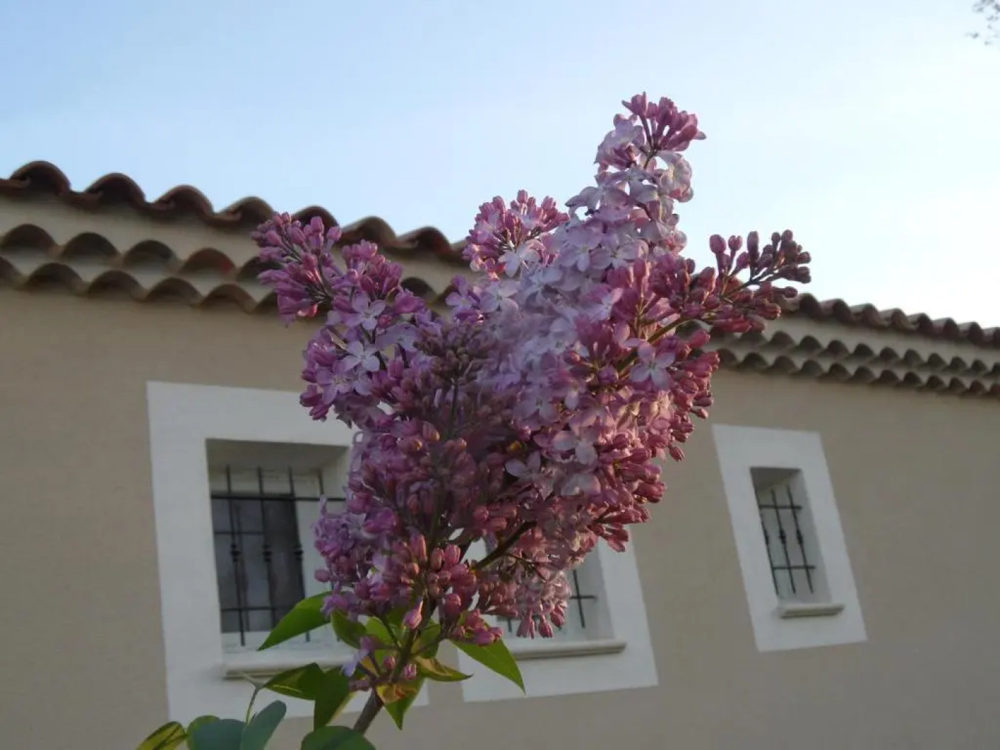 Les Lilas des Chênes