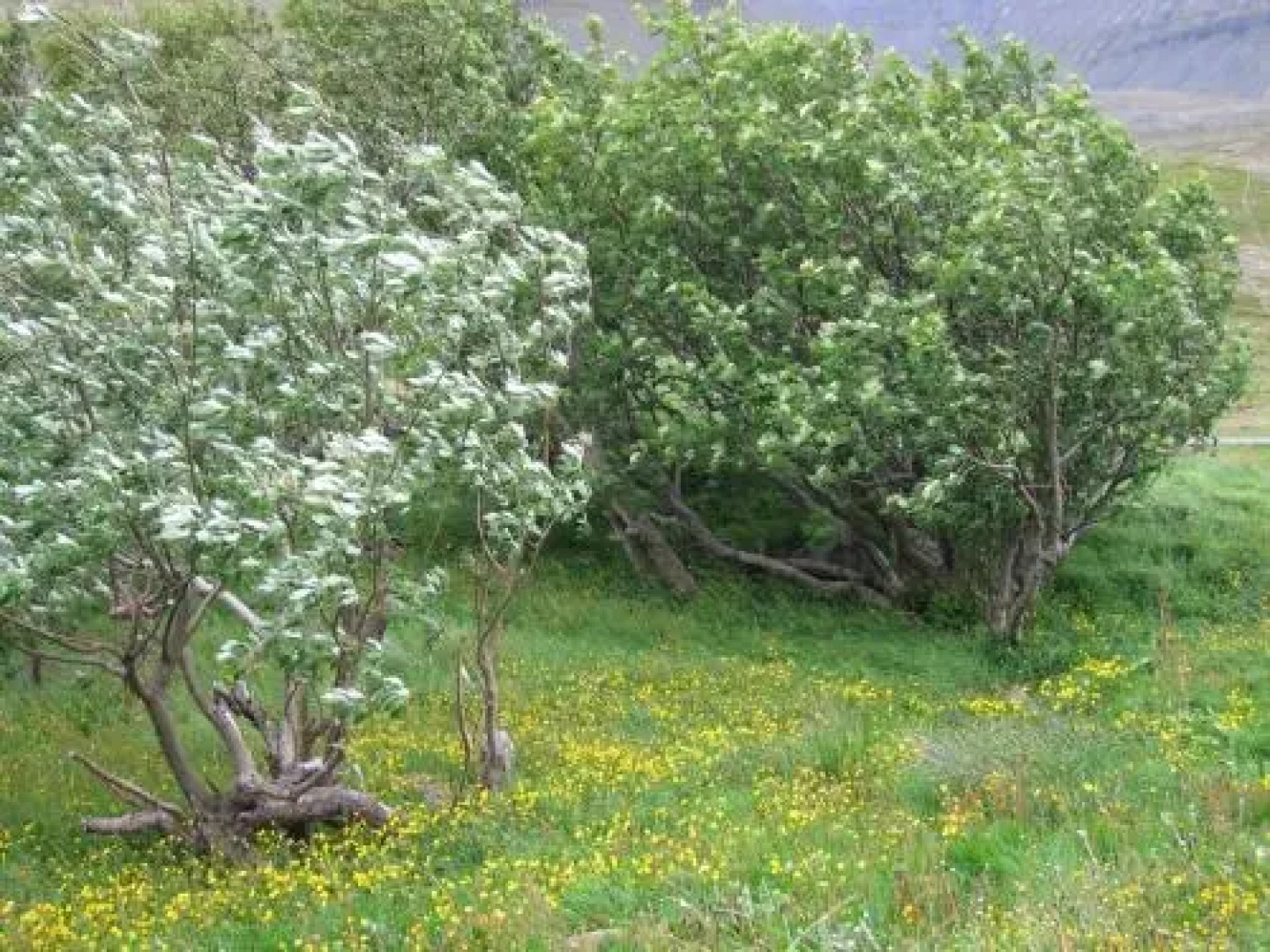 Guesthouse Kirkjubol in Bjarnardalur