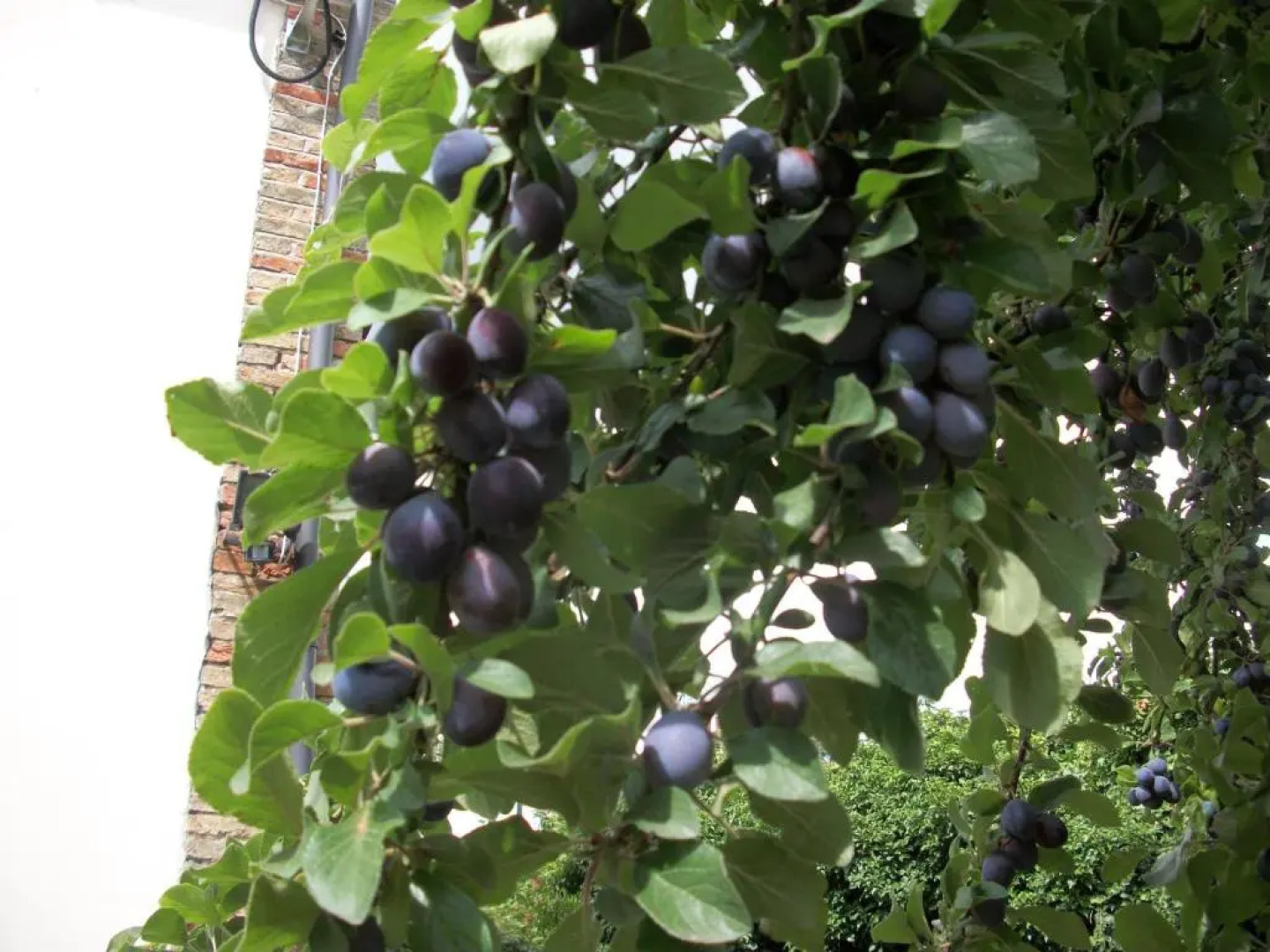 The Walnuts Country House