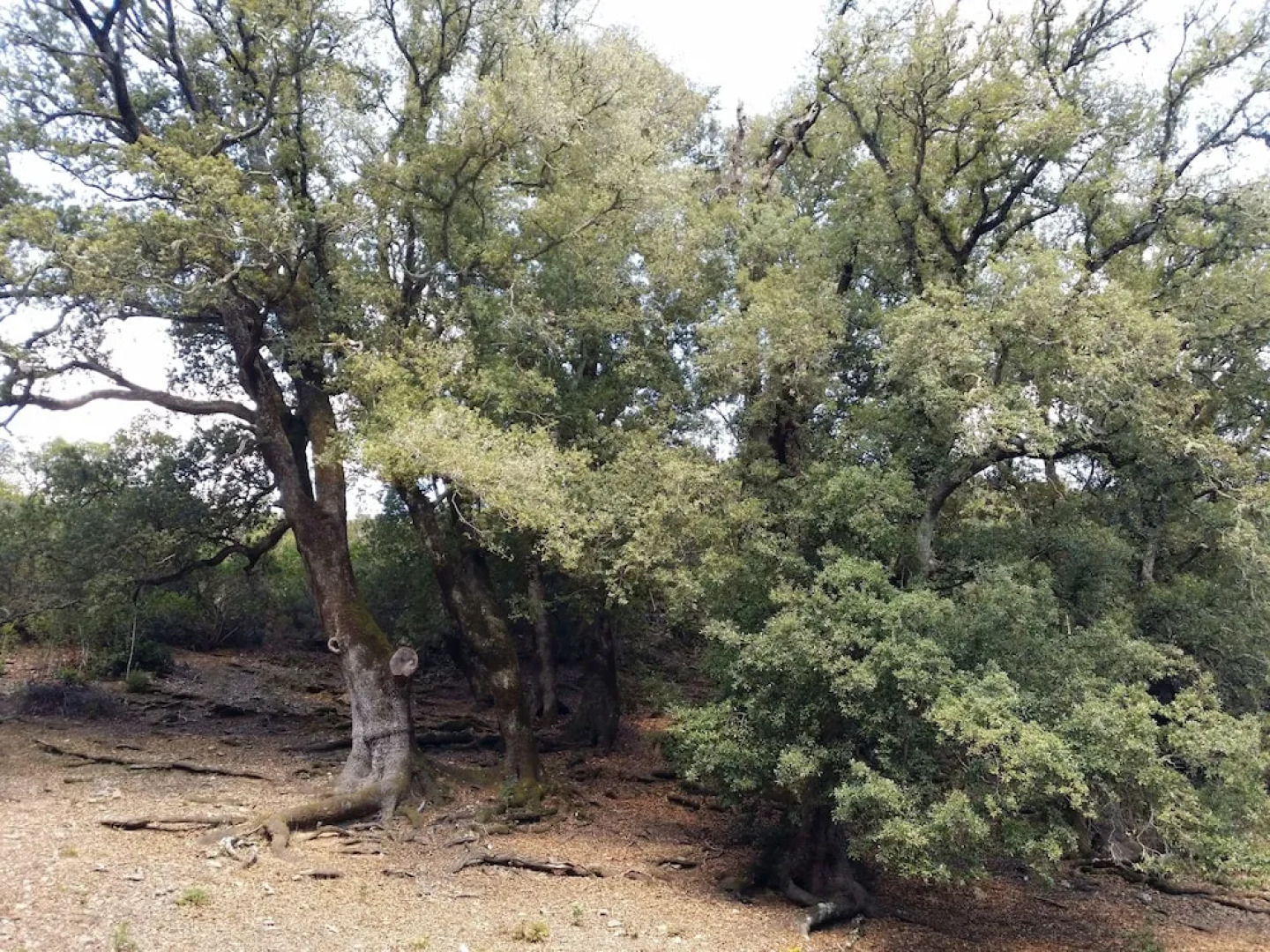 Rejna Residence Hotel