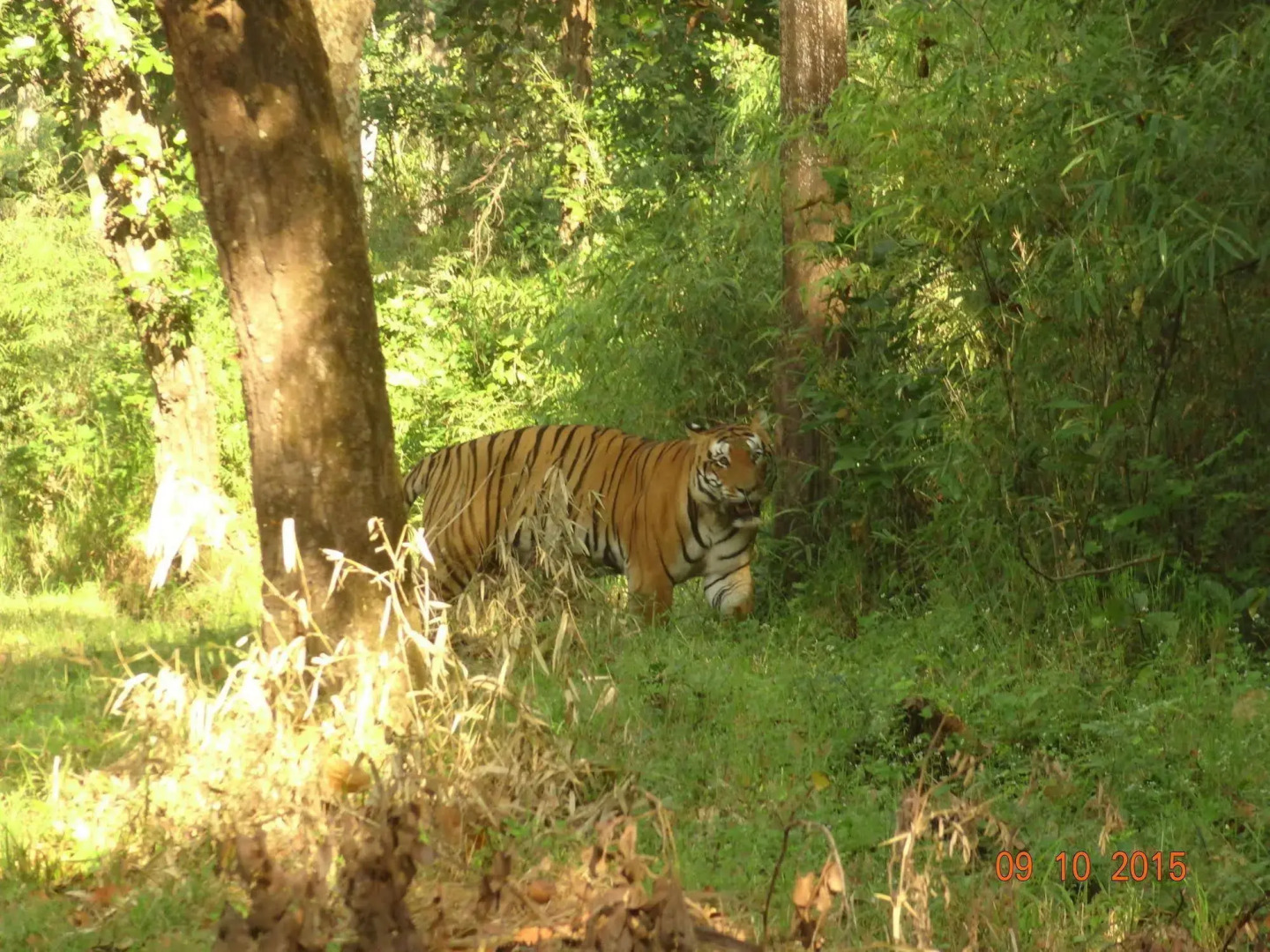 Windsor Tiger Resort